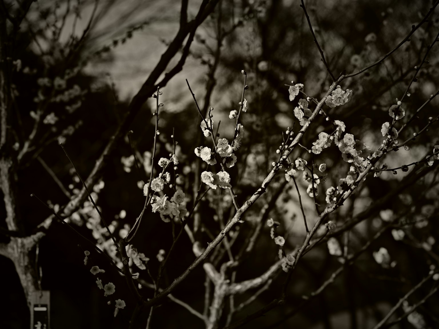 Ramas de flores de ciruelo capturadas en contraste en blanco y negro