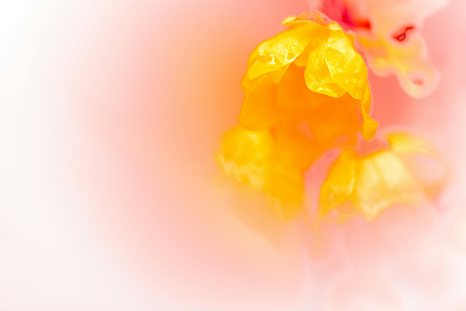Une image macro frappante présentant des pétales jaunes brillants sur un fond rose doux