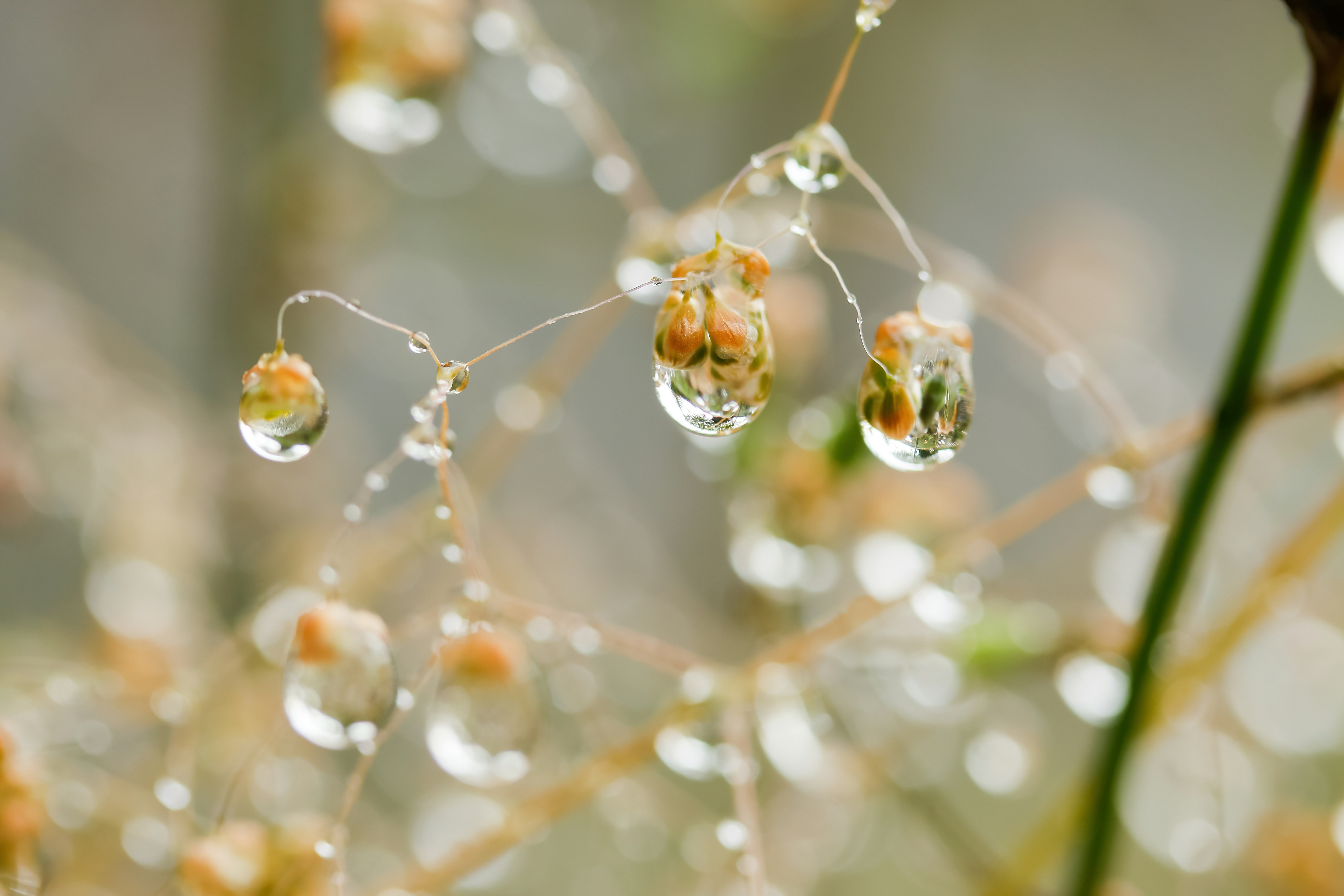 雨上がりの小さな雫が揺れる草花の枝先