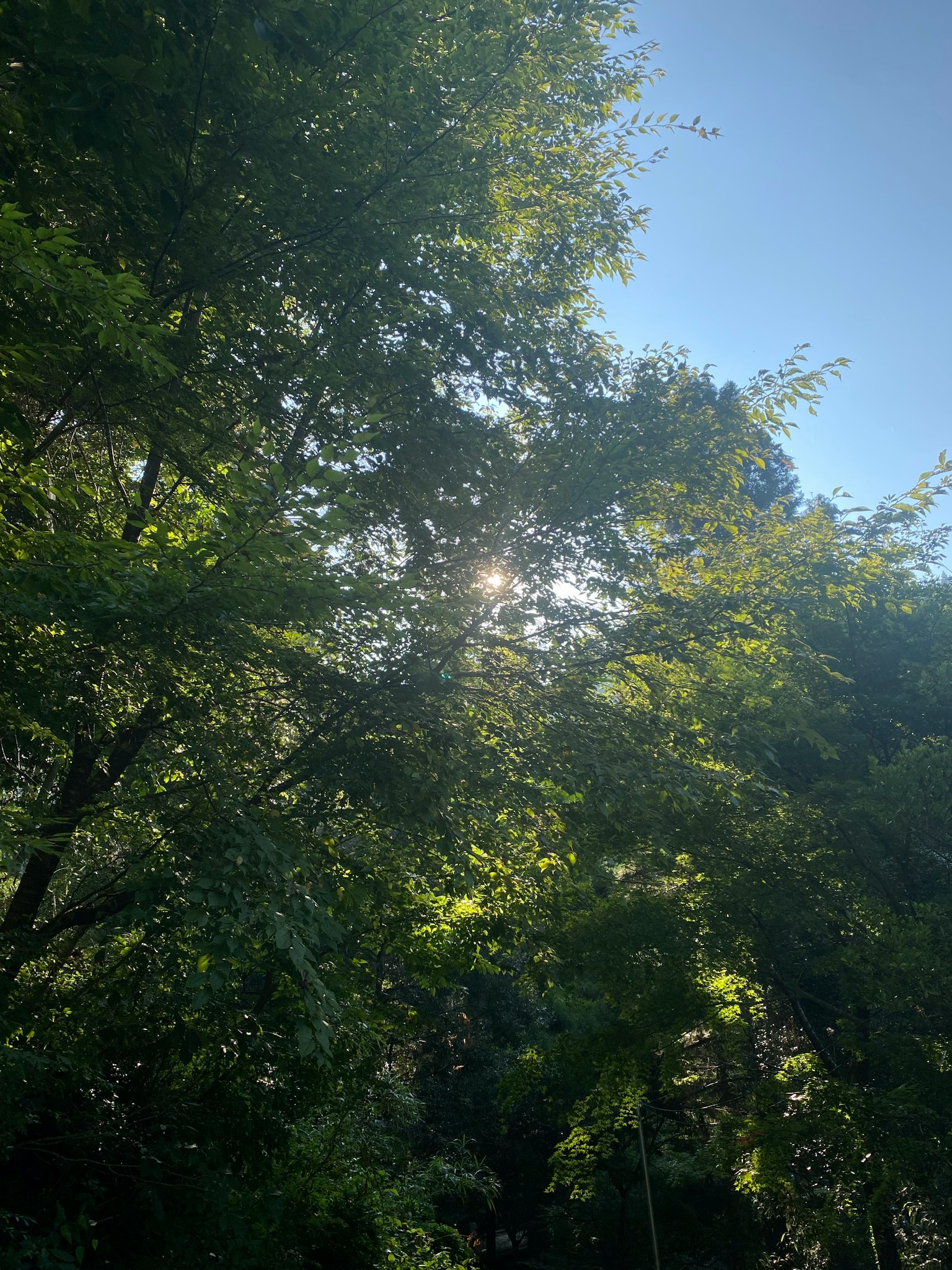 Luce solare che filtra tra alberi verdi