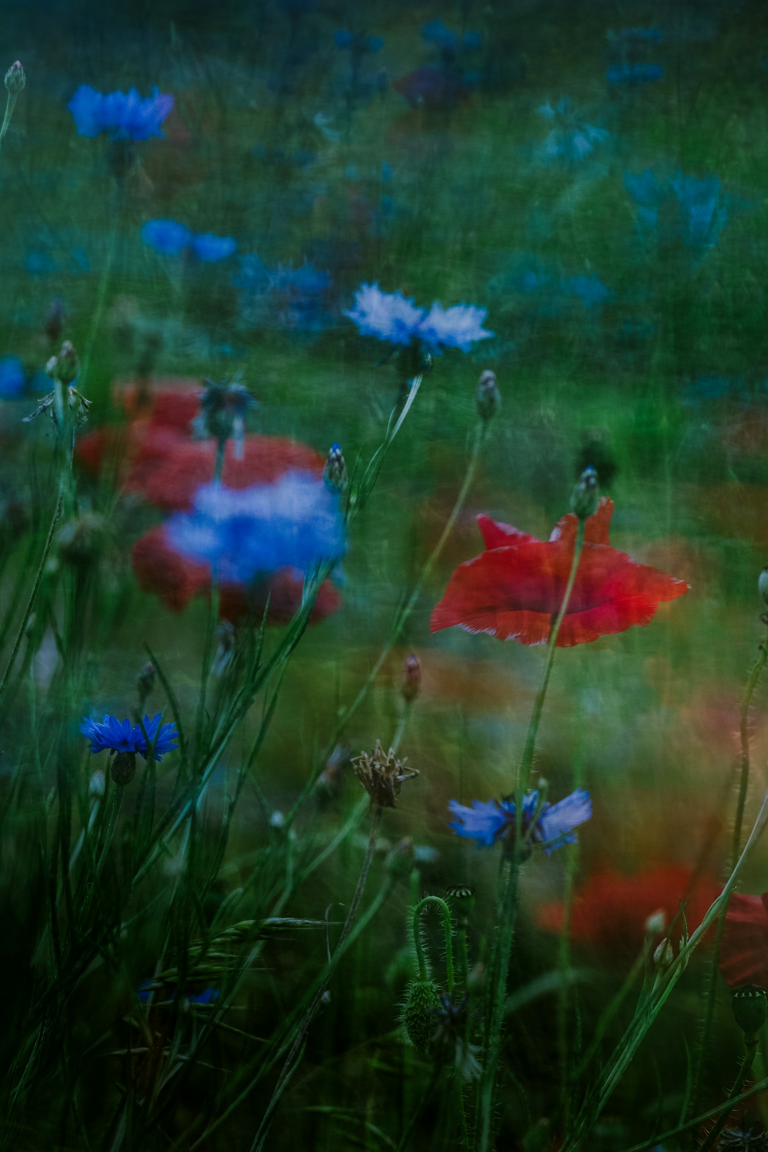 A beautiful meadow with mixed blue and red flowers