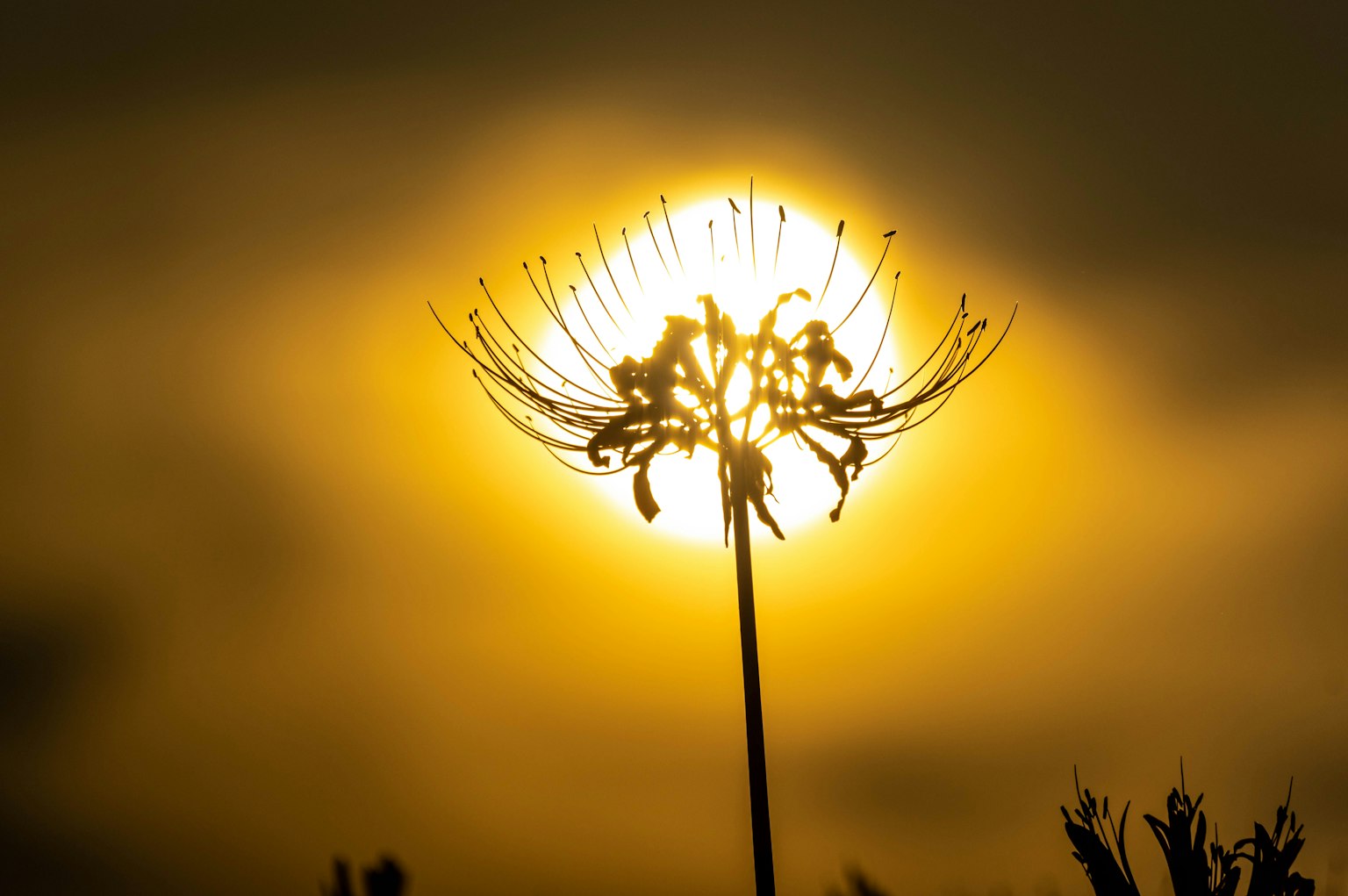 Silhouette di una pianta contro un tramonto