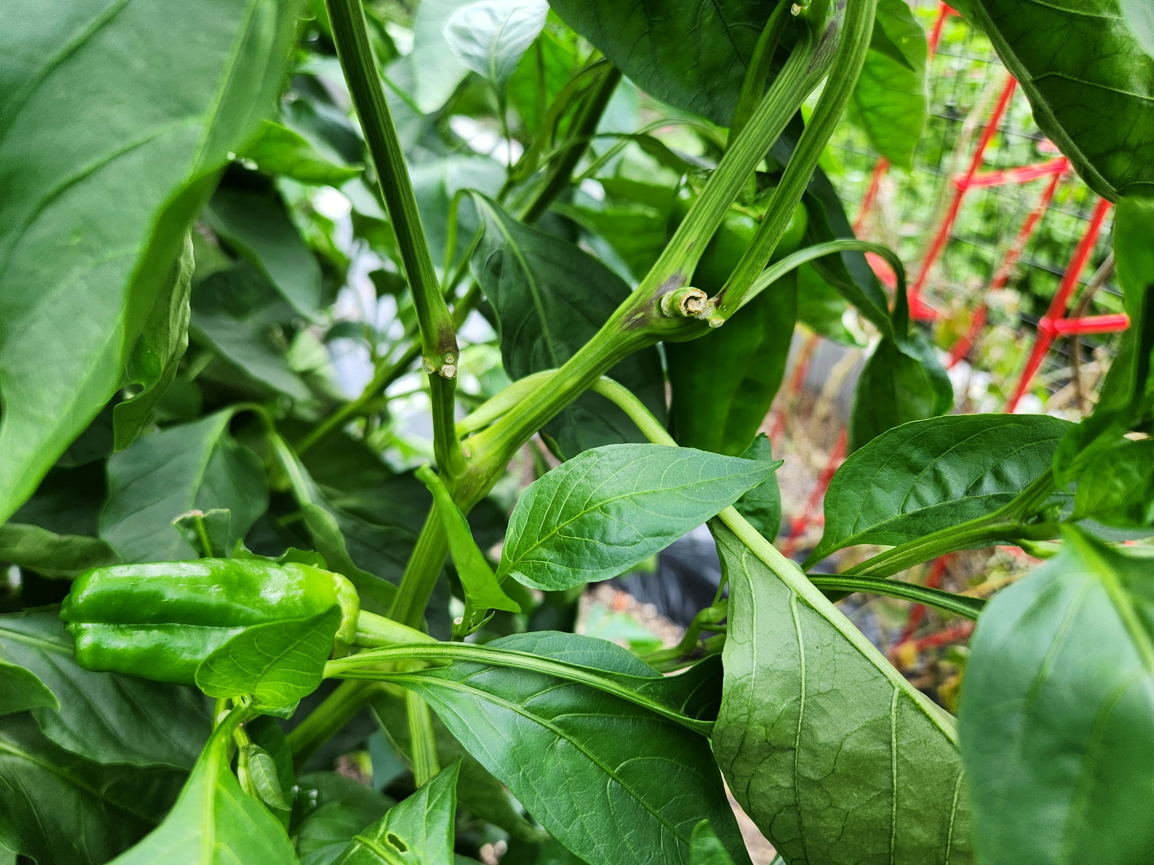 畑で育つ青々とした葉物野菜