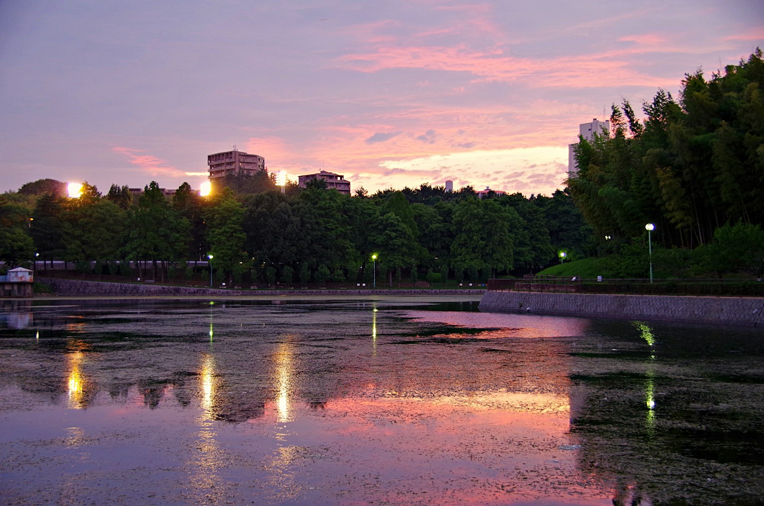 Hermoso estanque del parque reflejando los colores del atardecer y la vegetación circundante