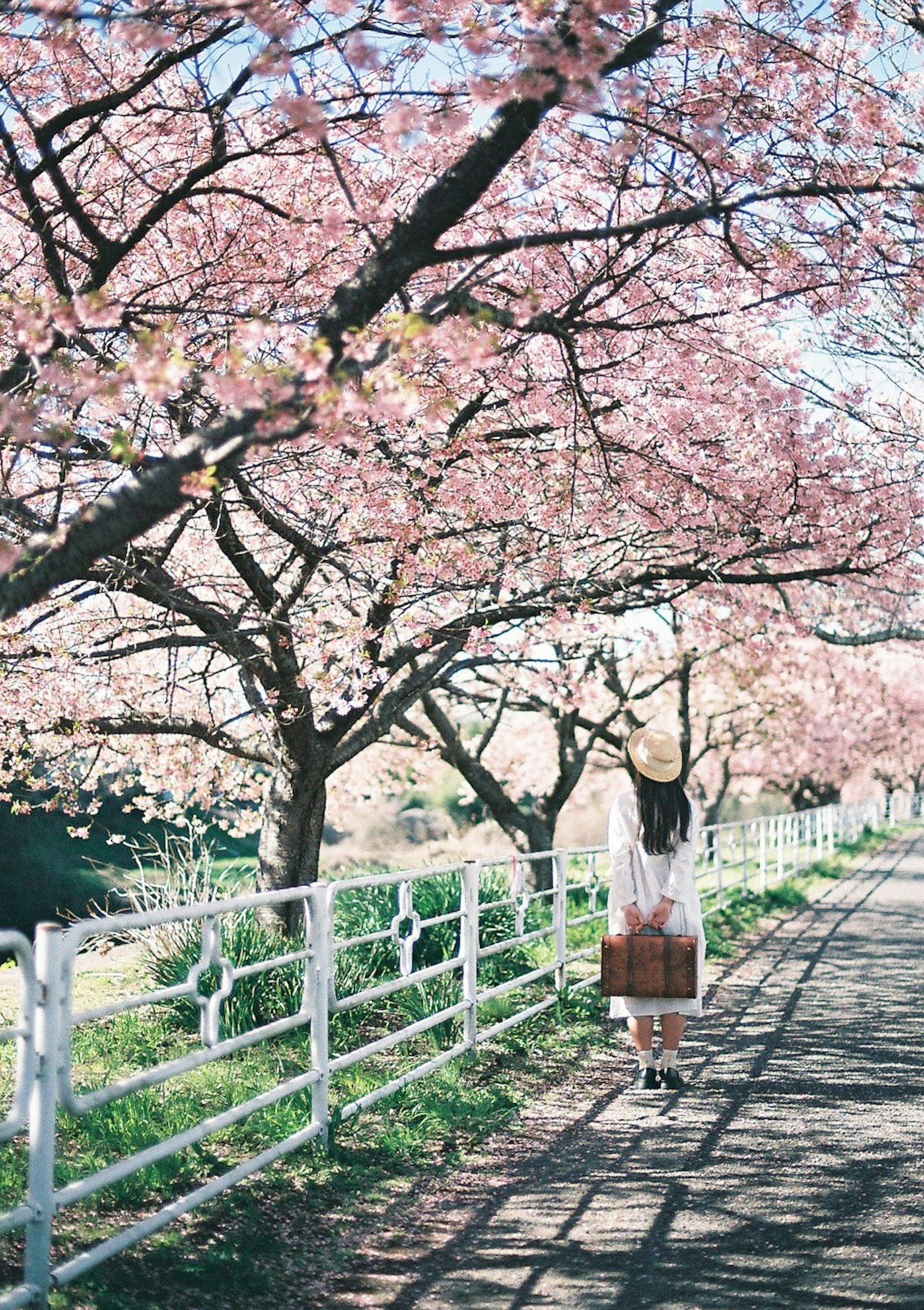 Une femme marchant sous des cerisiers en fleurs