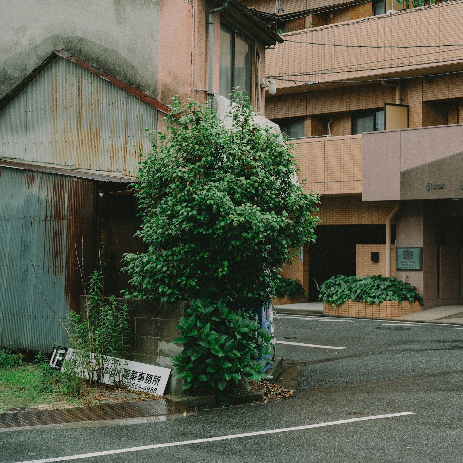A lush green tree at the intersection of an old building and a modern structure