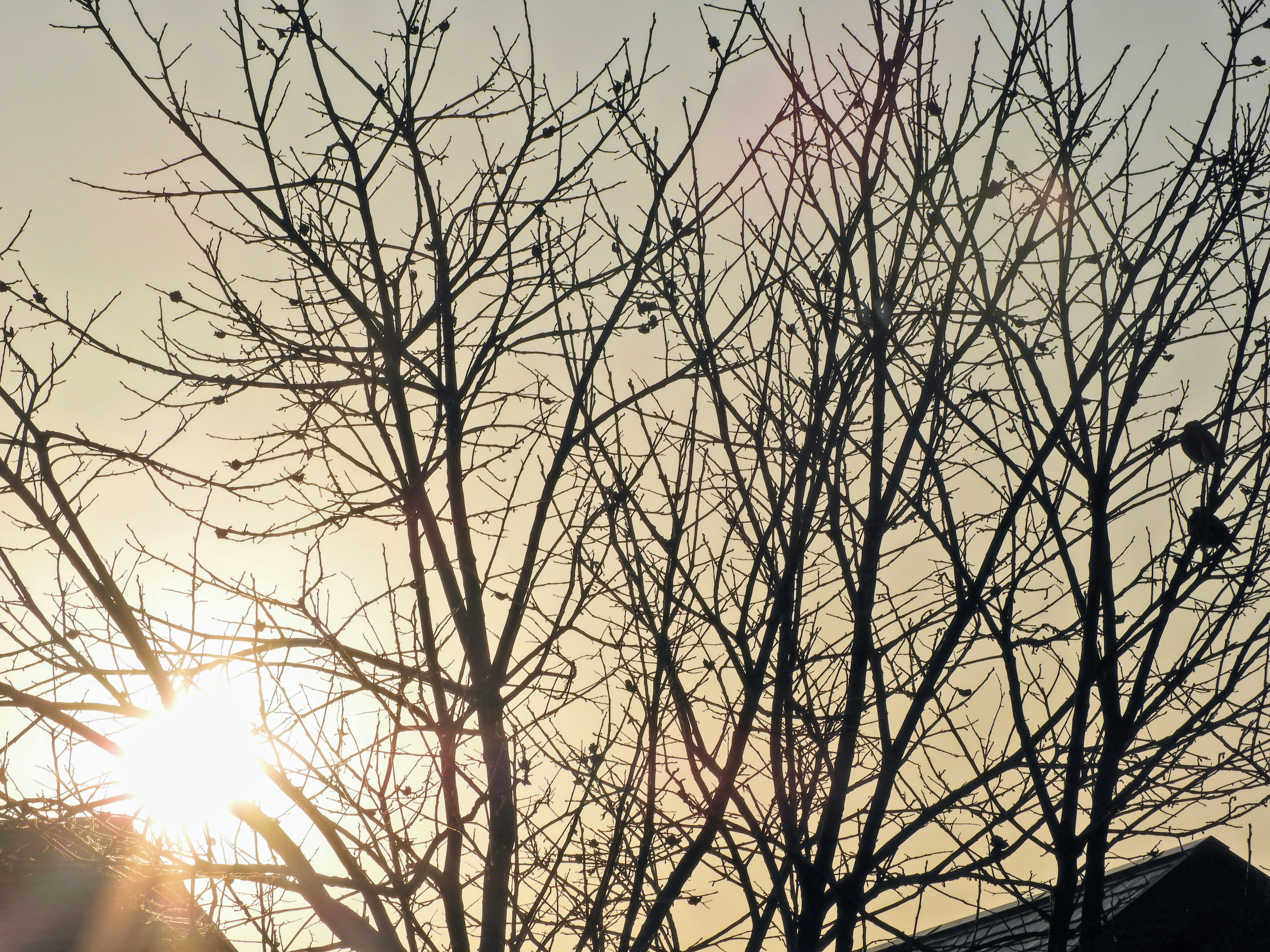 枝の間から差し込む朝陽と空