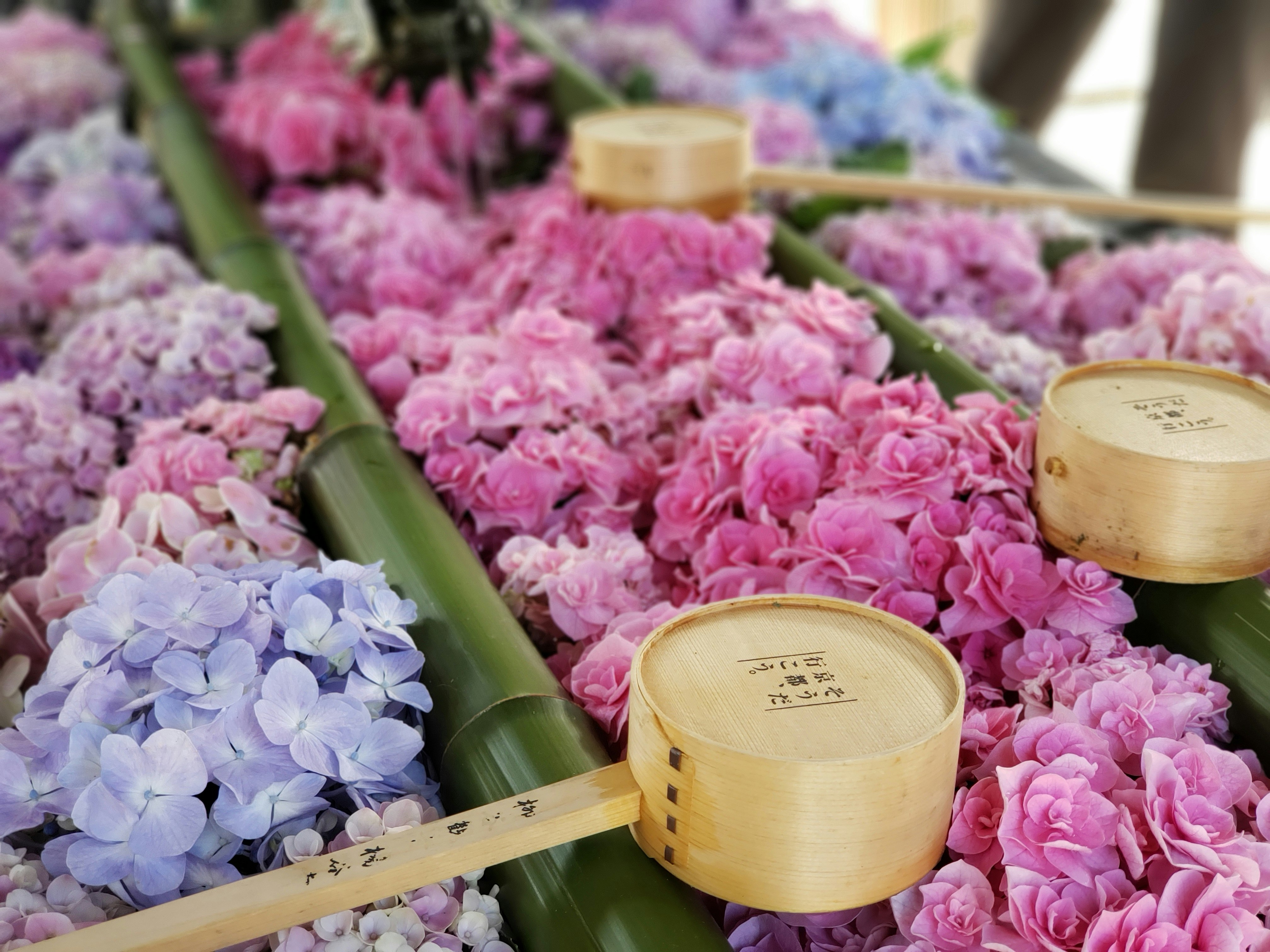 Blumenladen-Auslage mit pinken und blauen Blüten