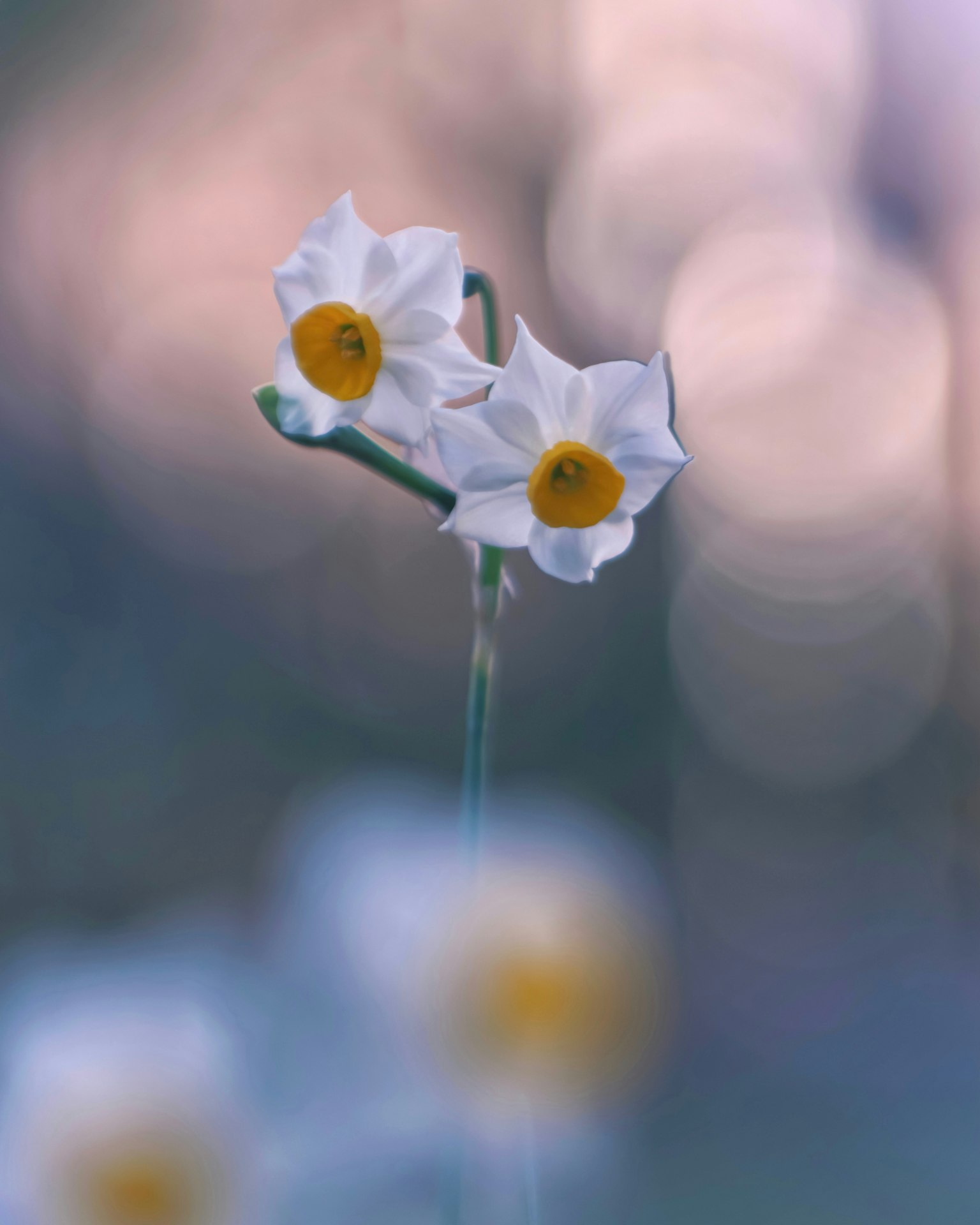 Dos flores de narcisos blancas con centros amarillos se alzan contra un fondo borroso