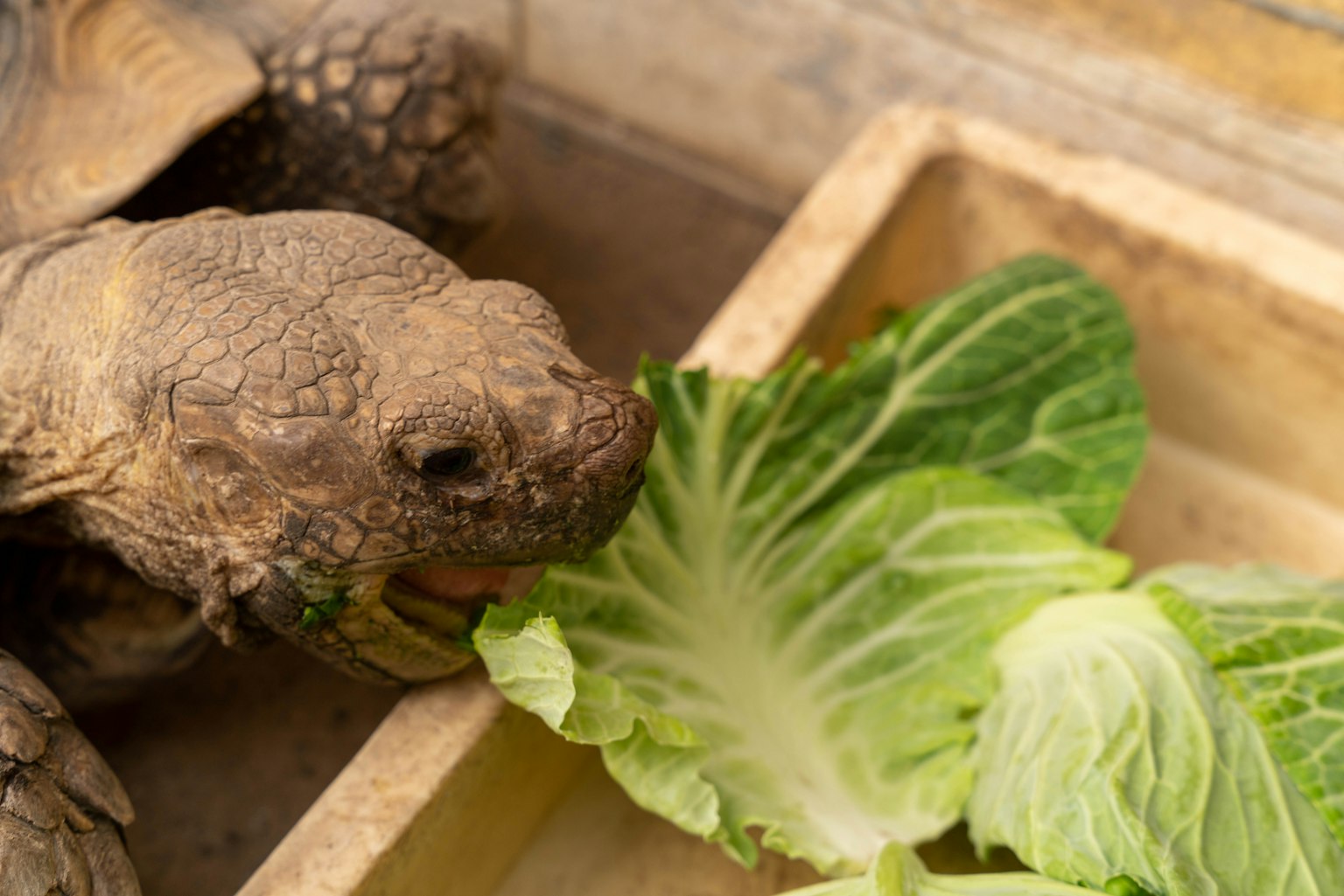 Tortuga comiendo una hoja de repollo