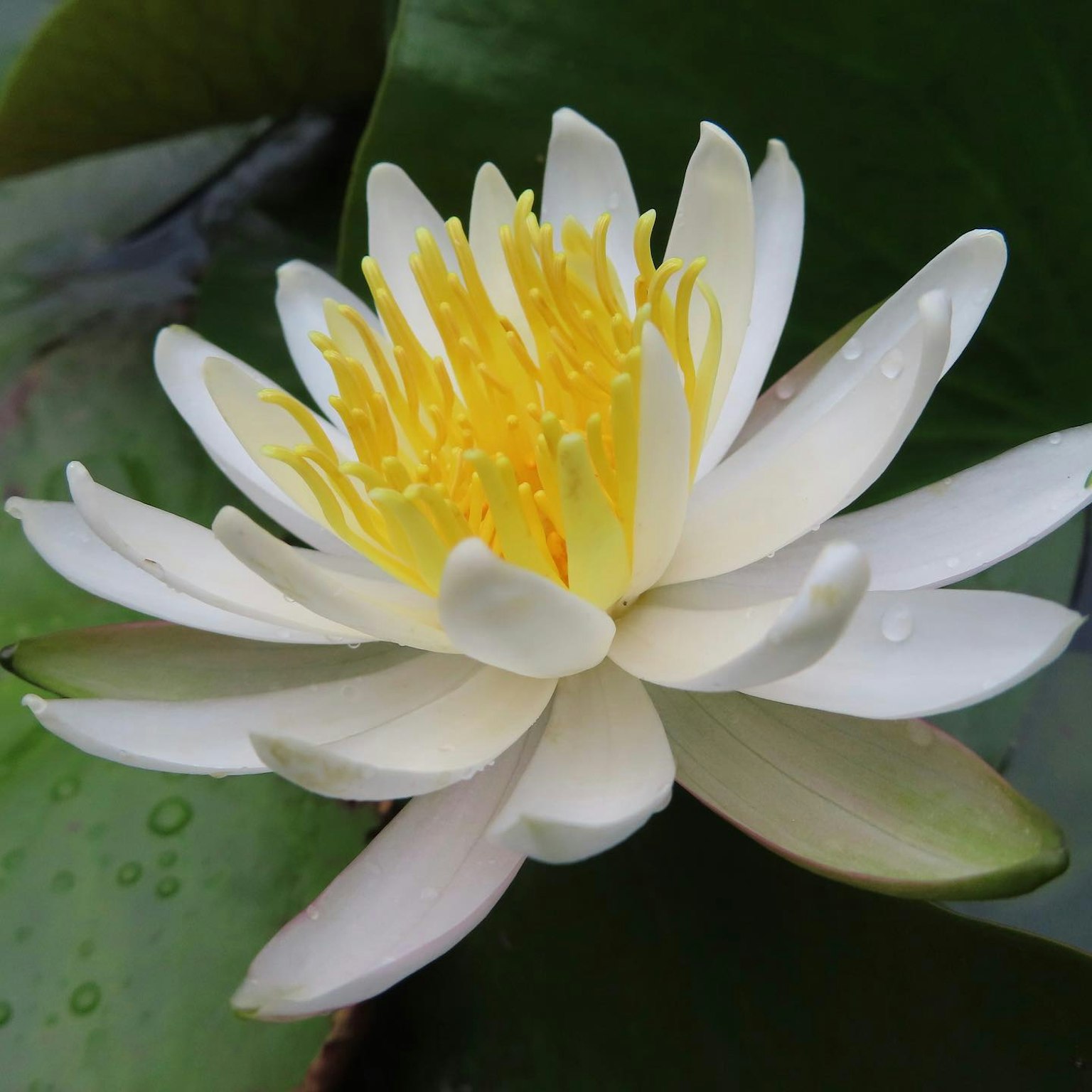 A beautiful white water lily flower floating on green leaves