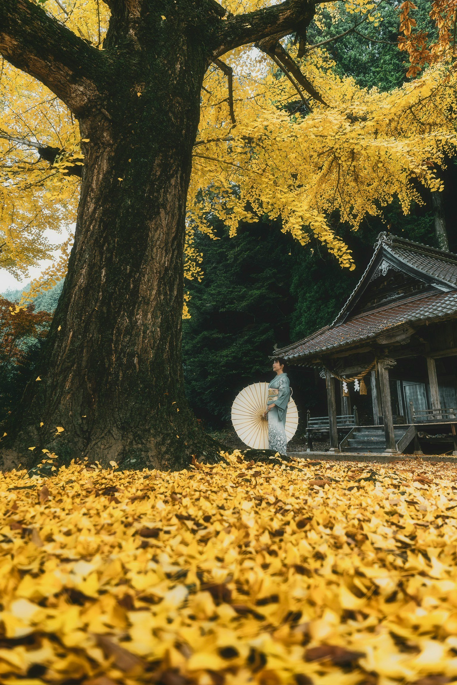 美しい黄色の葉が舞い散る秋の風景に立つ女性が和傘を持っている