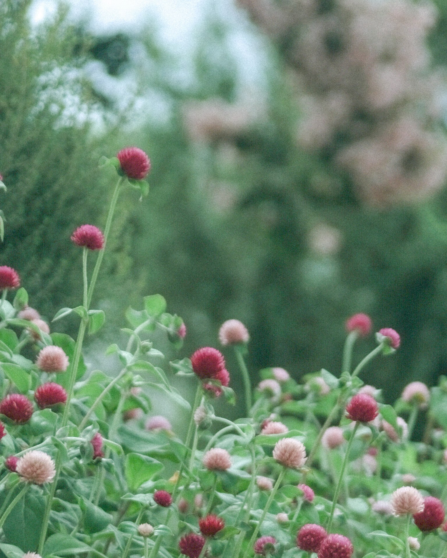 Escena de jardín exuberante con flores redondas rojas y rosas