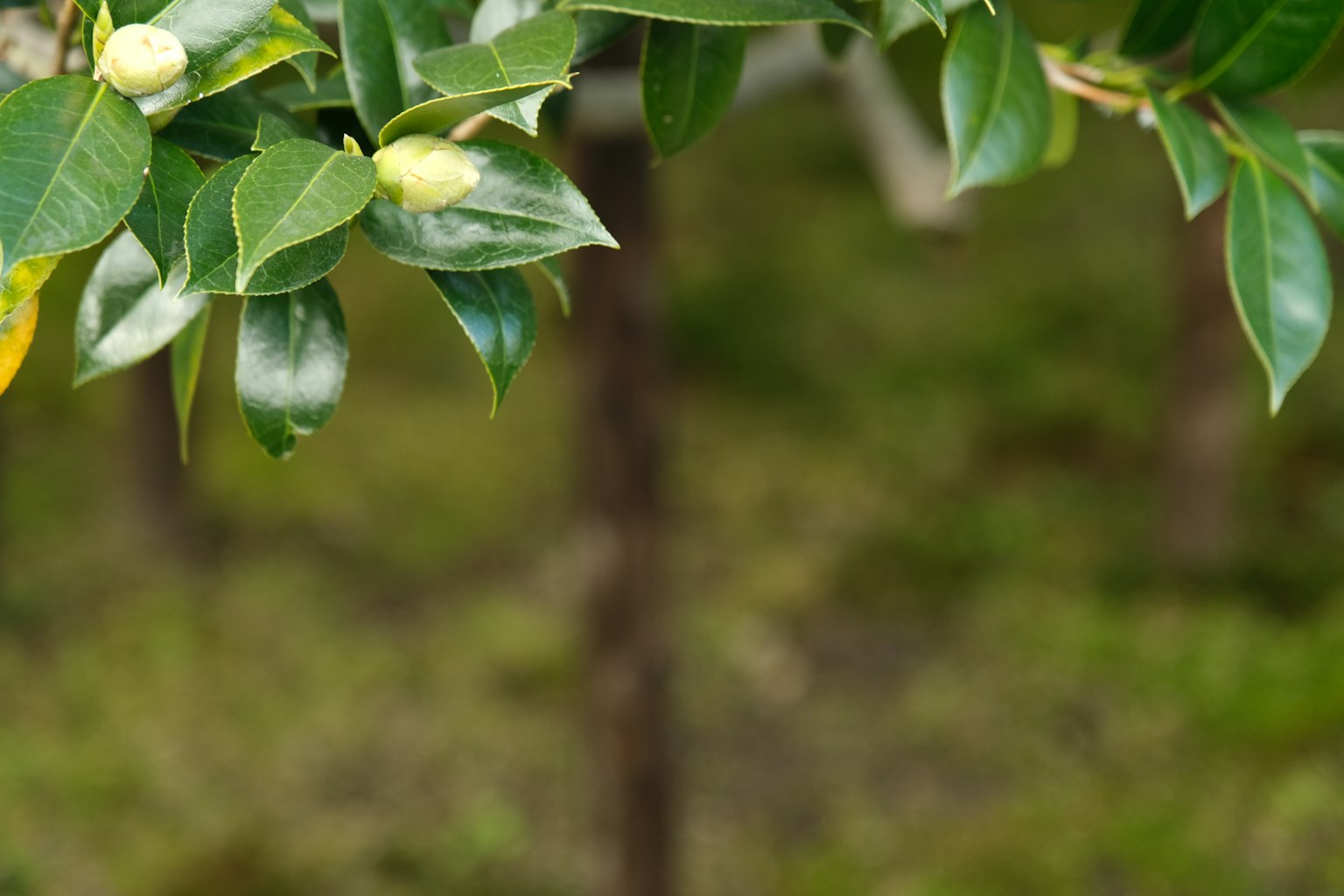 樹枝特寫，綠葉和花苞