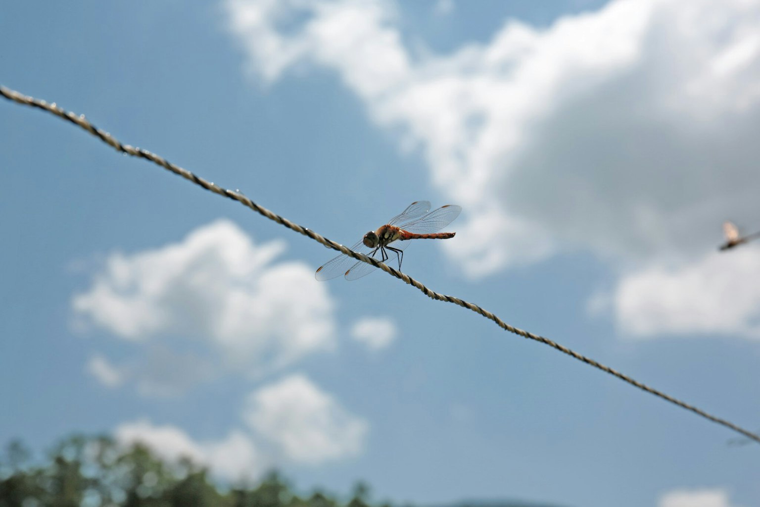 Libellule posée sur un fil fin avec un ciel bleu et des nuages duveteux en arrière-plan