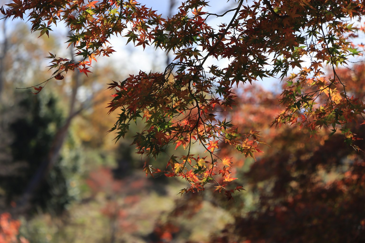 Foglie di acero colorate con uno sfondo autunnale sfocato