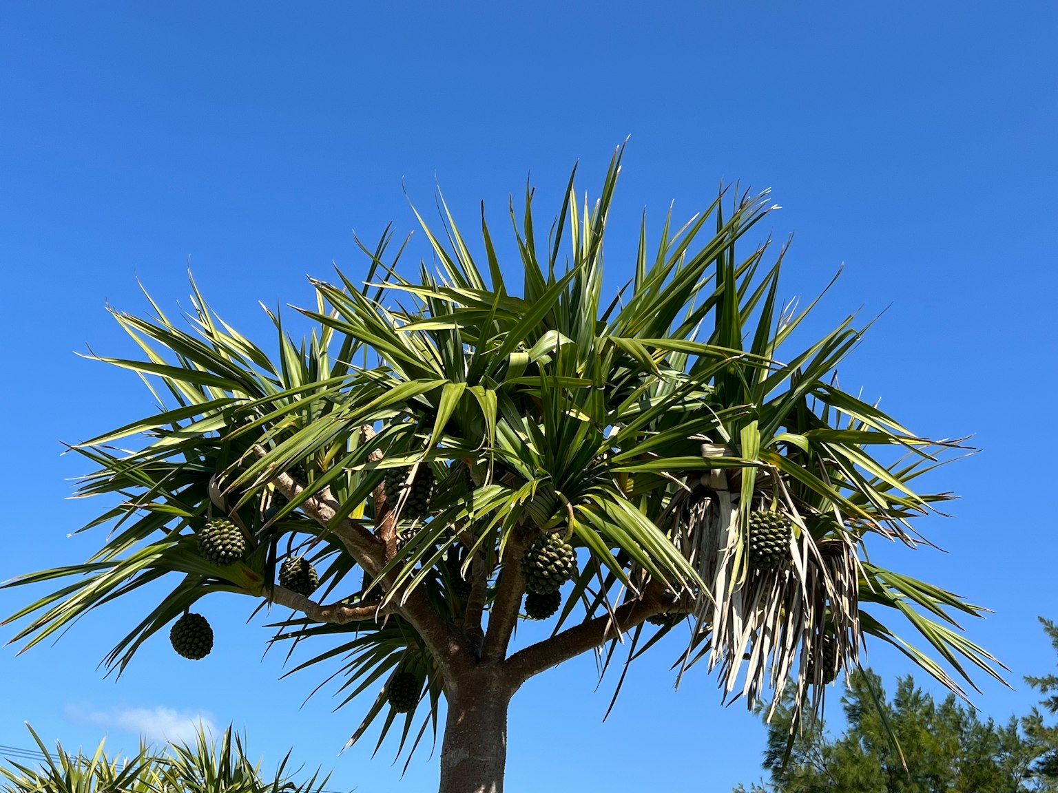青空の下にあるトロピカルな植物の木 植物の葉は尖っていて、果実がぶら下がっている