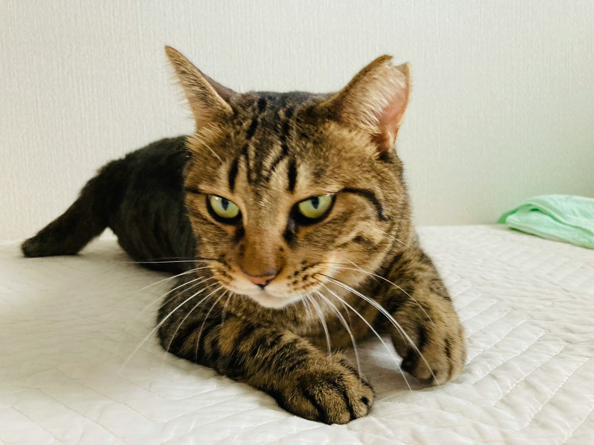 キジトラの猫がベッド上でポージングする室内画像