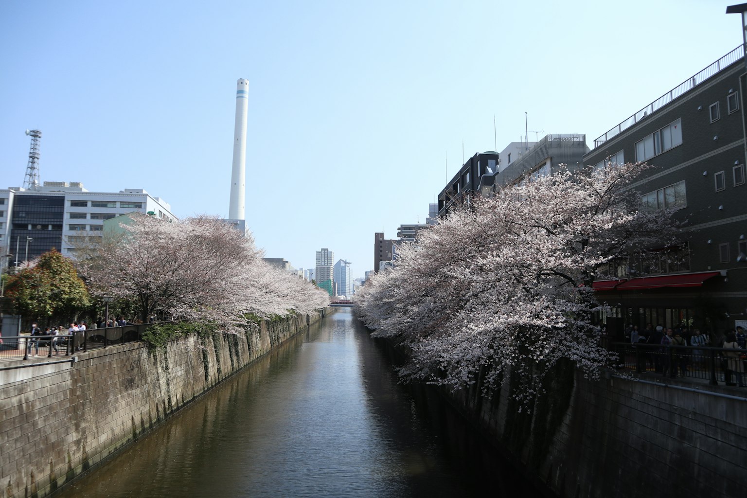 Vista del canale con alberi di ciliegio in fiore e cielo blu