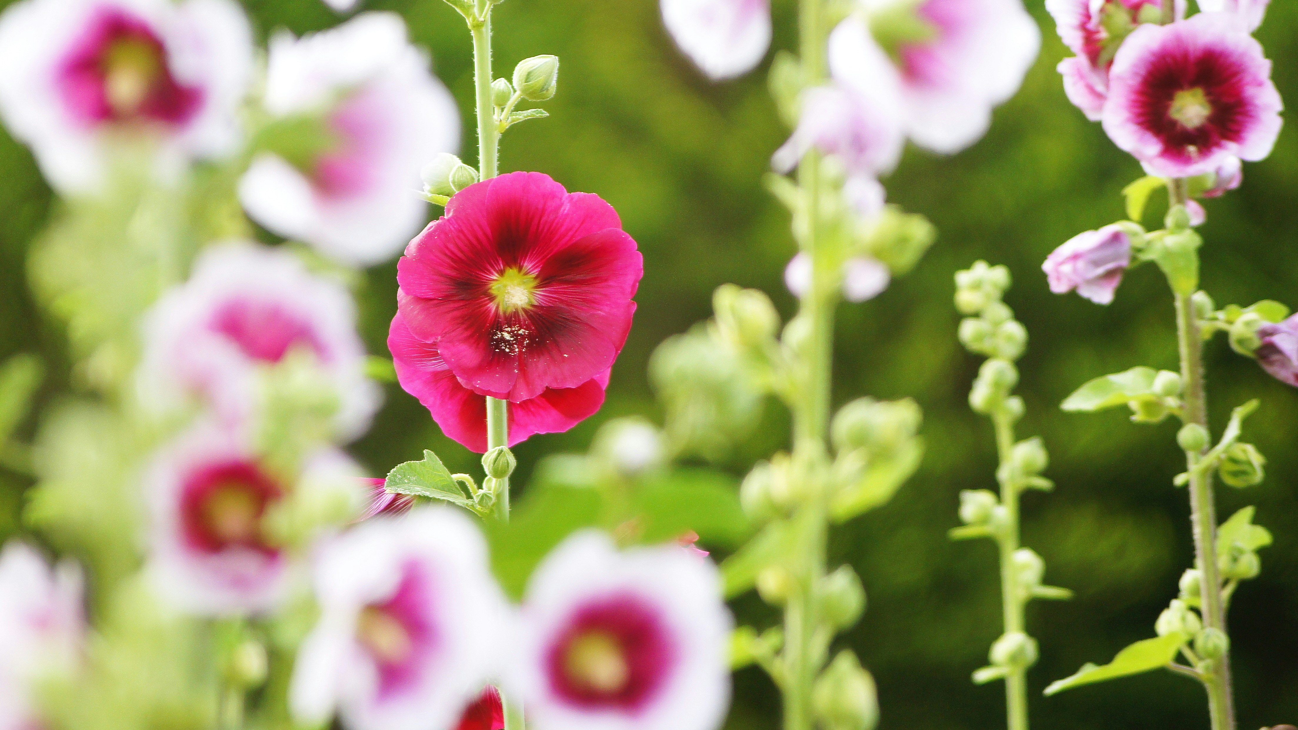 初夏の立葵の花が咲くボケた花畑