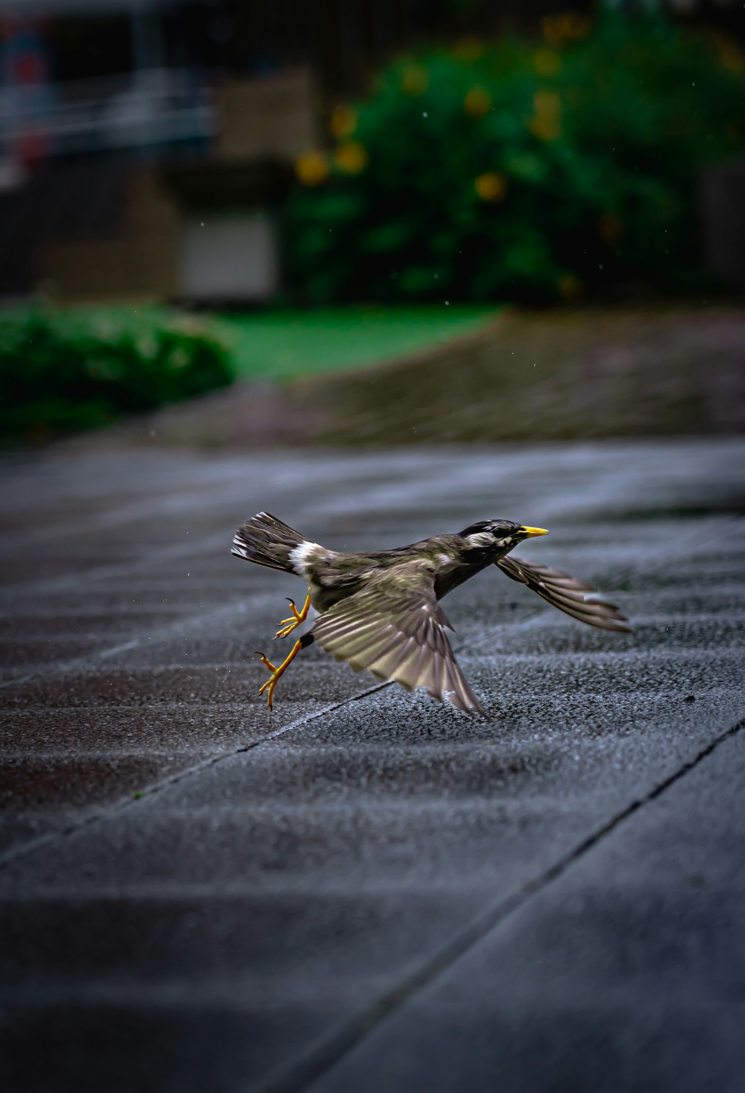 一只在雨中飞翔的鸟的图像