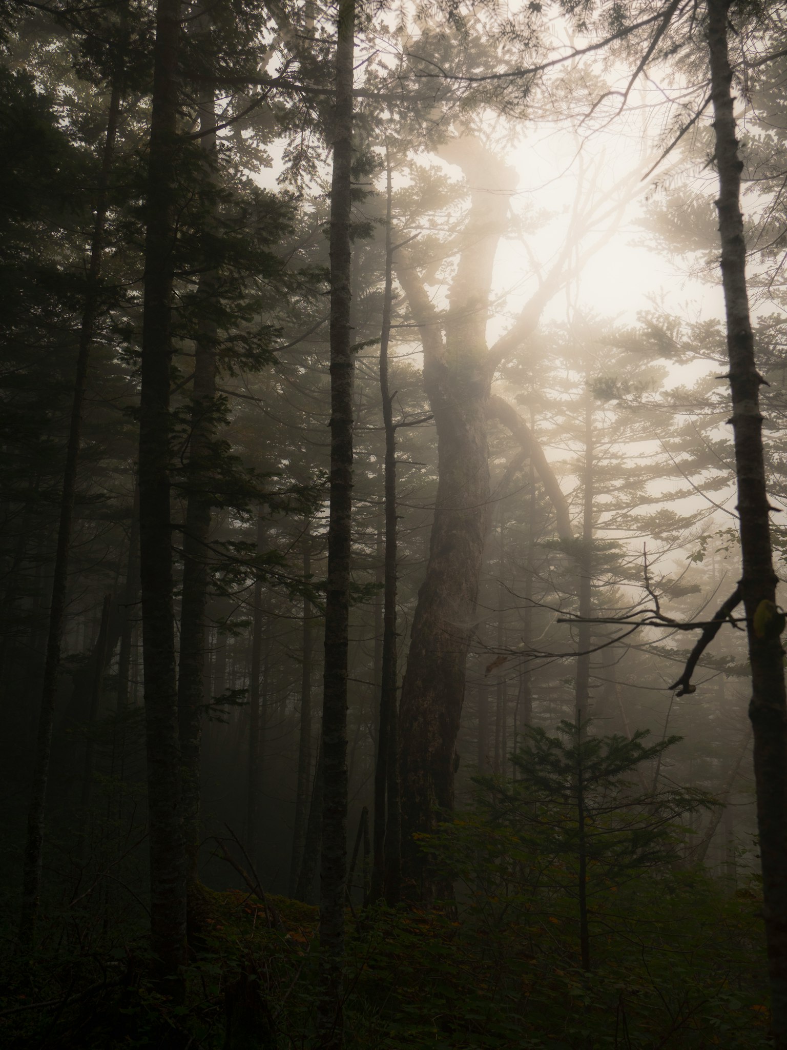Un gran árbol envuelto en niebla dentro de un bosque con luz suave