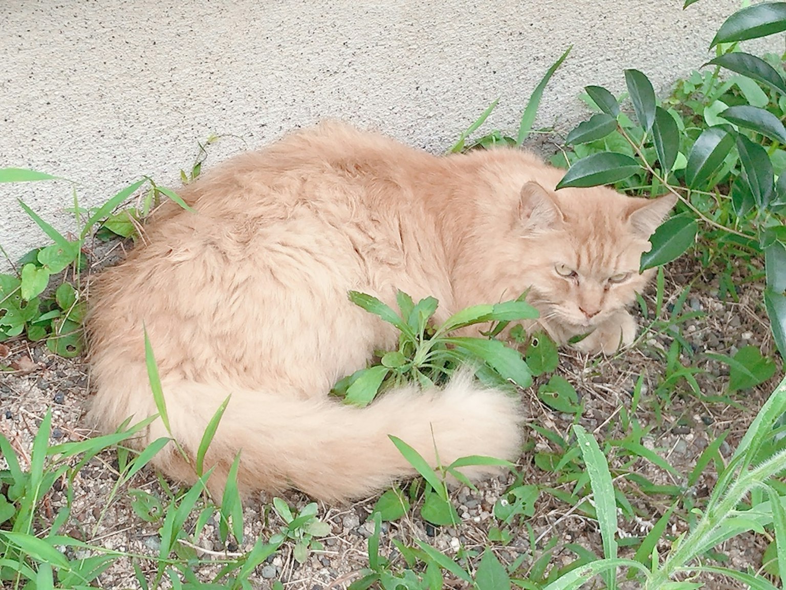 Kucing oranye tidur di antara rumput hijau