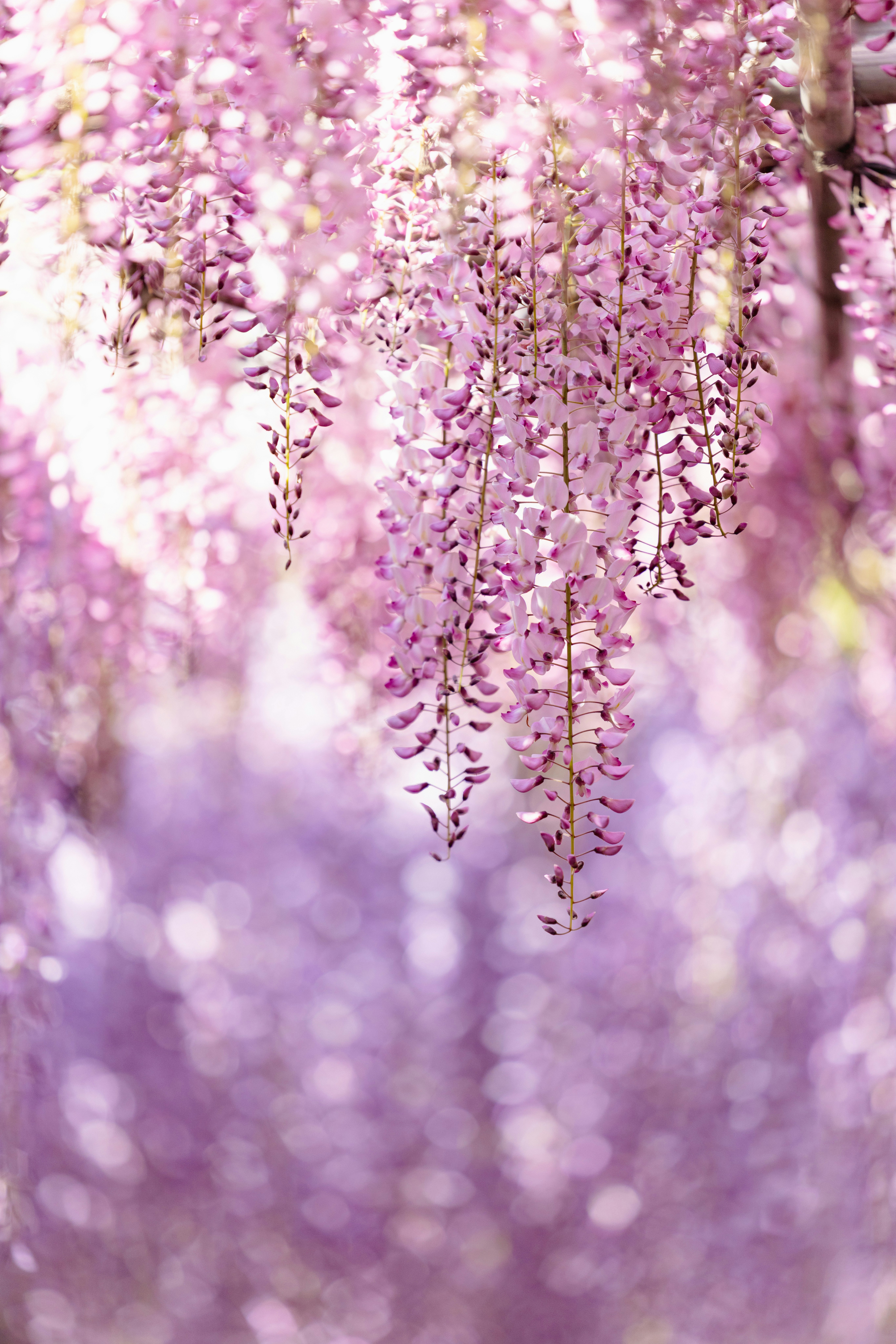 藤の花が垂れ下がる花房の群れ