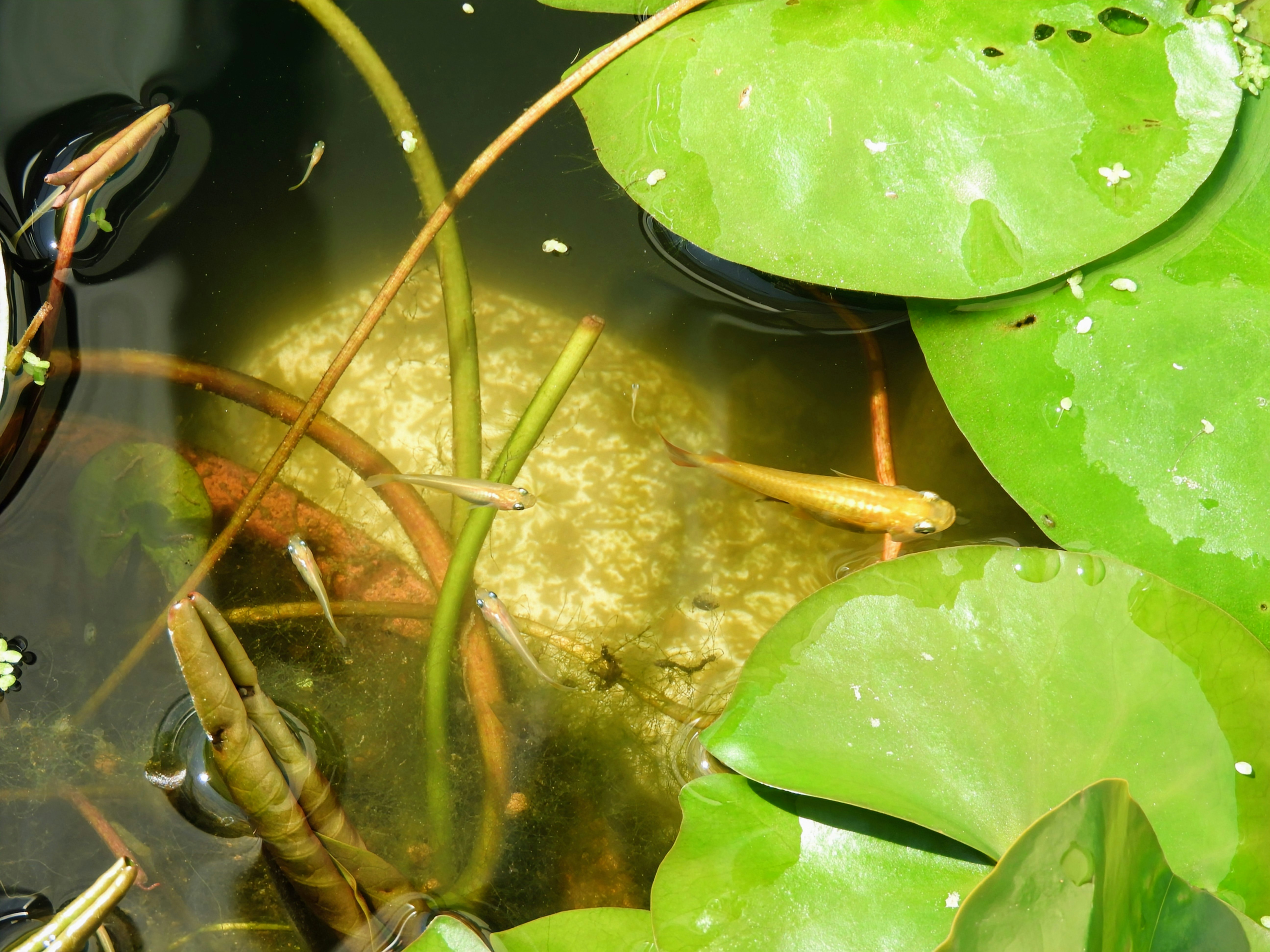 medaka fish with aquatic plants in a tank, water surface and leaves