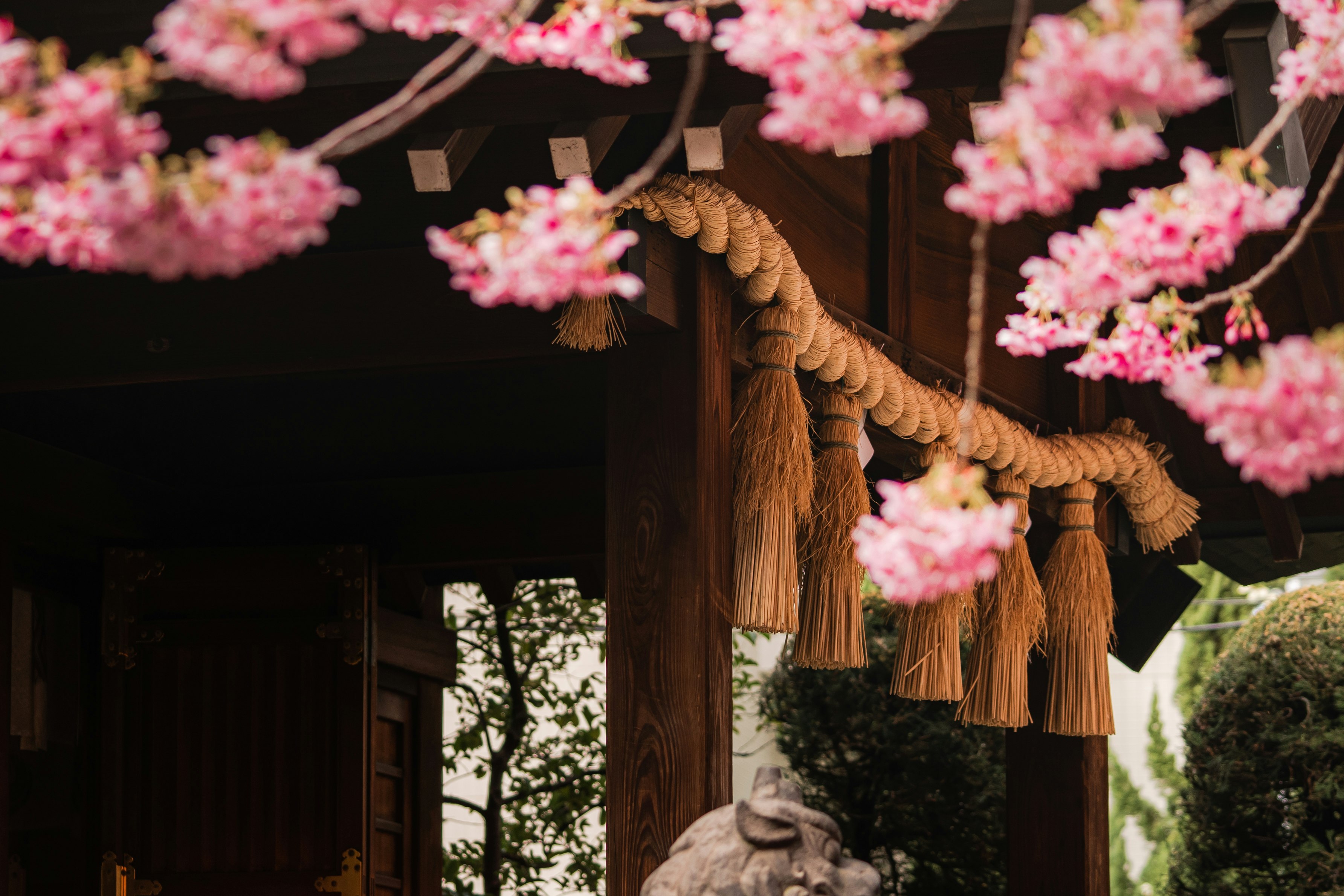桜の枝と提灯が並ぶ木造の門前