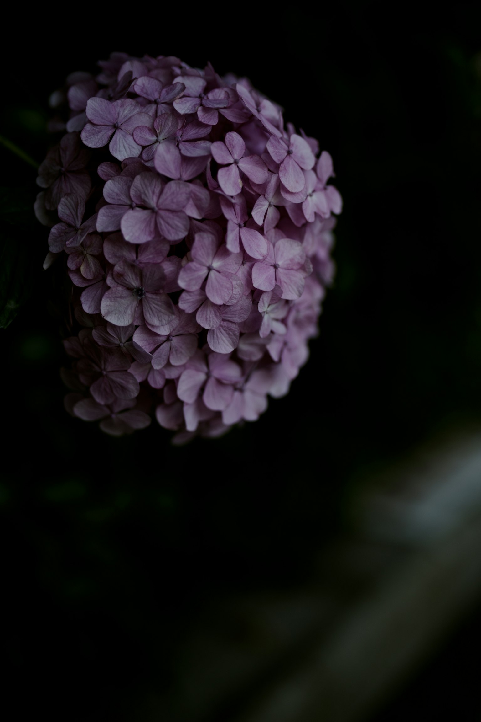 Cluster of light purple flowers against a dark background