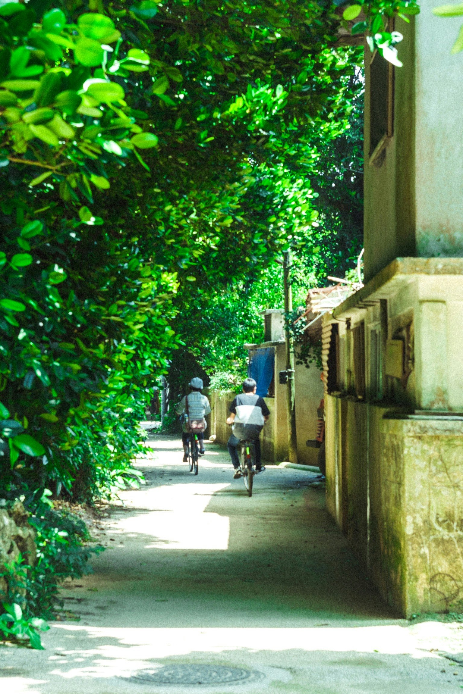 Menschen fahren mit dem Fahrrad durch eine von Grün gesäumte Gasse