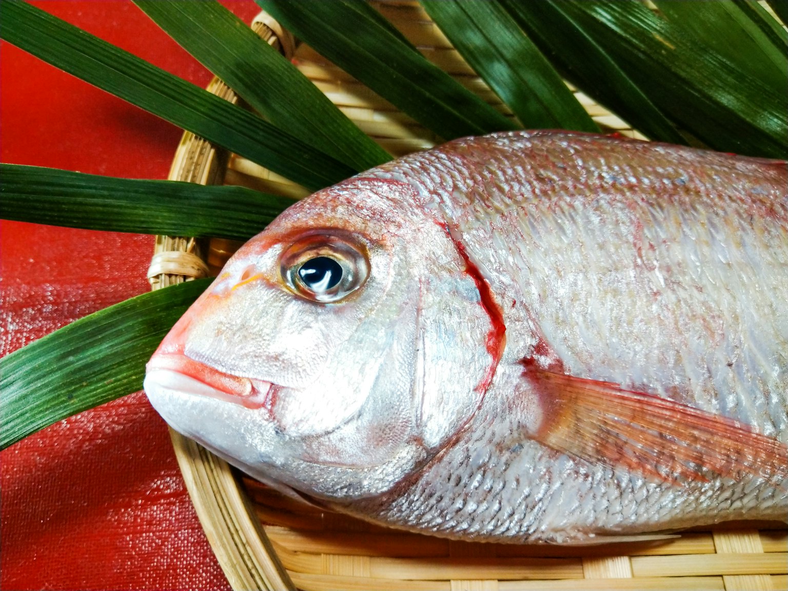 หัวปลาสดบนพื้นหลังสีแดงพร้อมใบเขียว