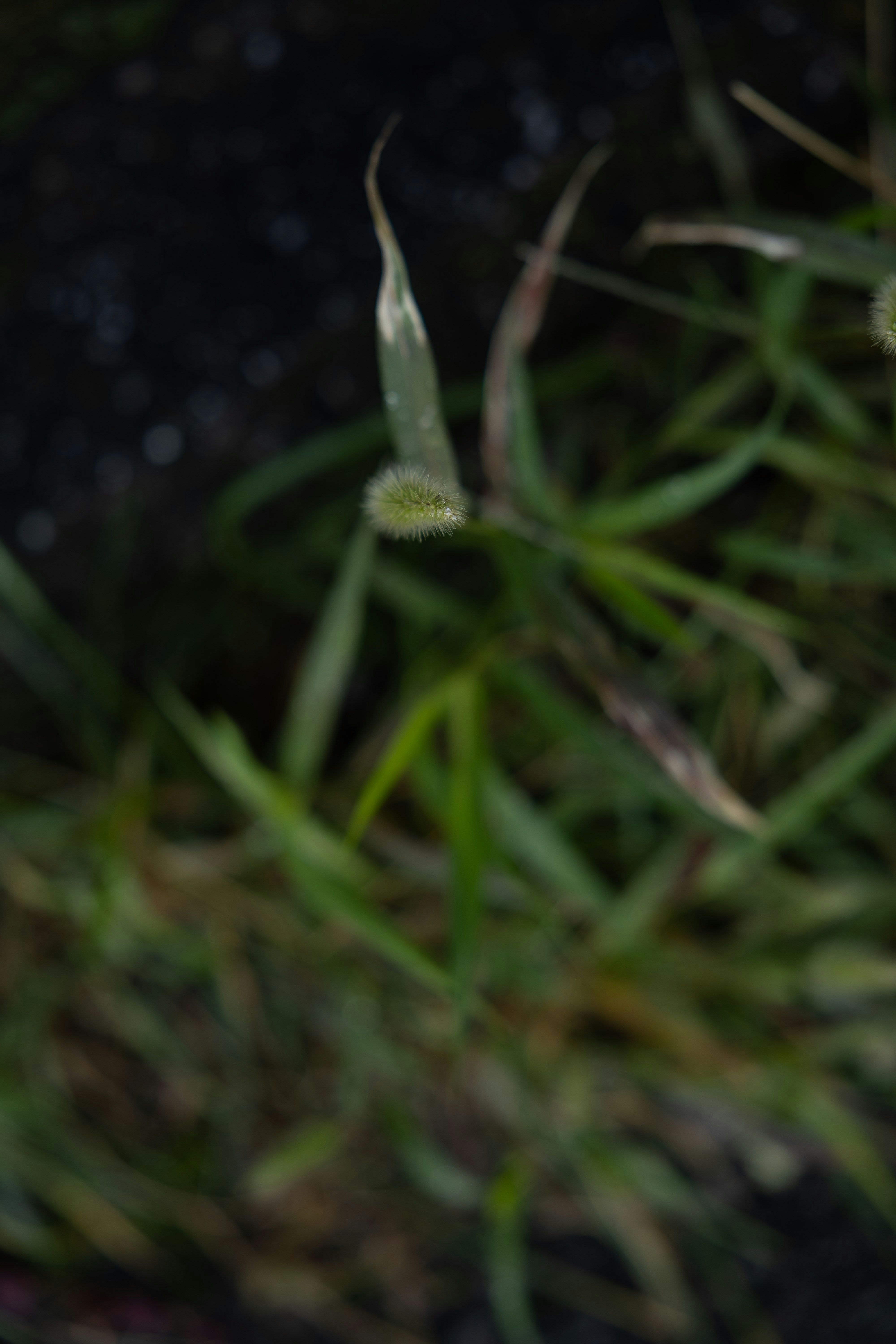 夜の草むらに生える小さな花