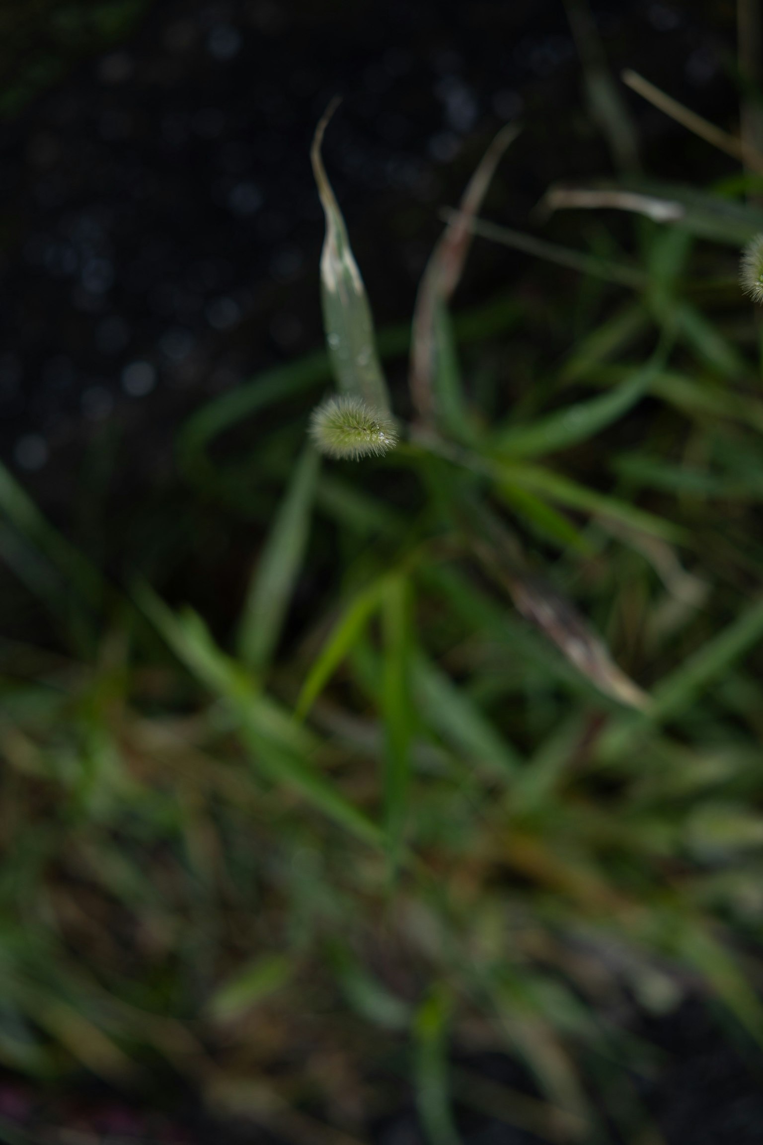 緑色の草と葉が混在する自然の風景