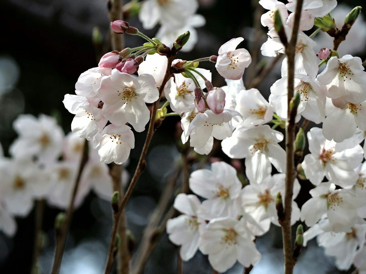 Gros plan sur des branches de cerisier avec des fleurs blanches et des boutons
