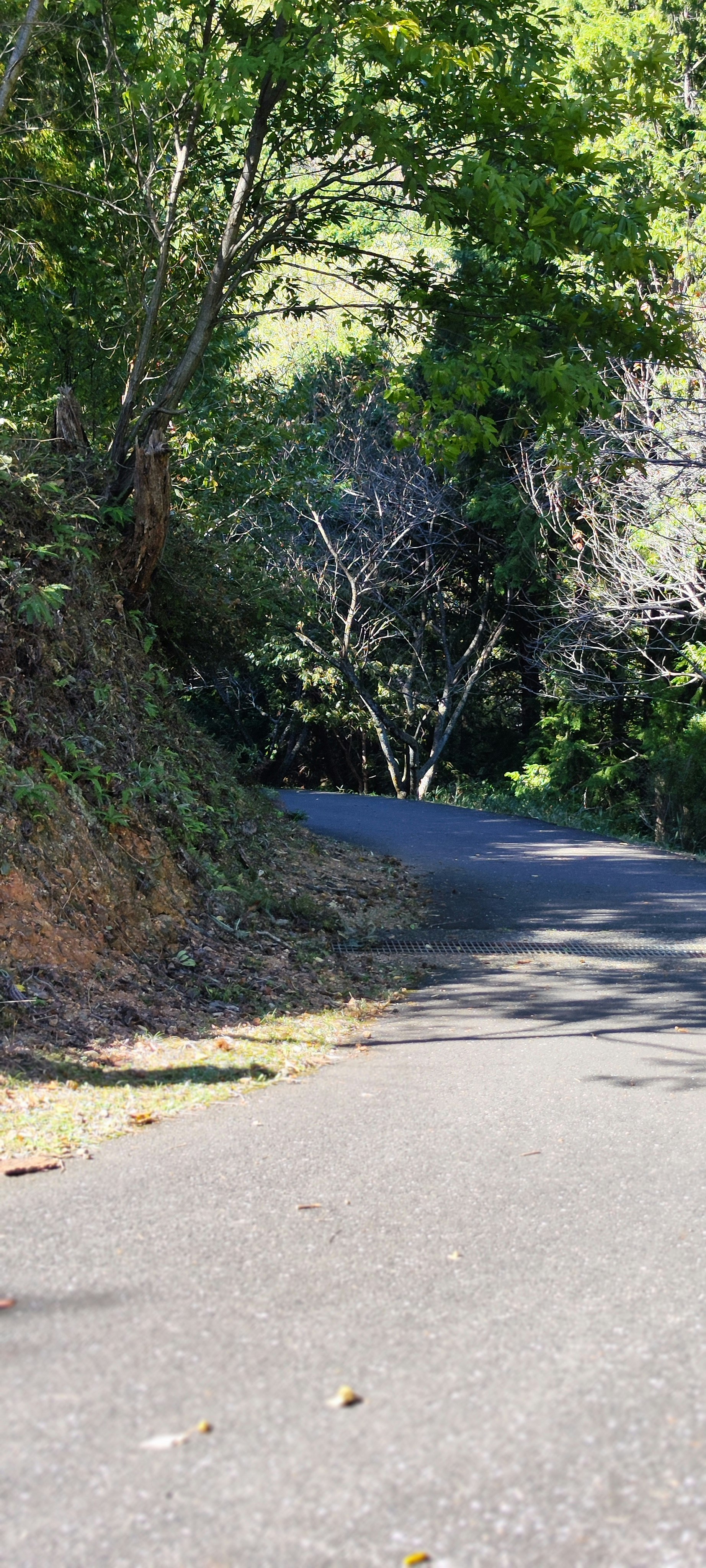 緑の木々に囲まれた山道のカーブ
