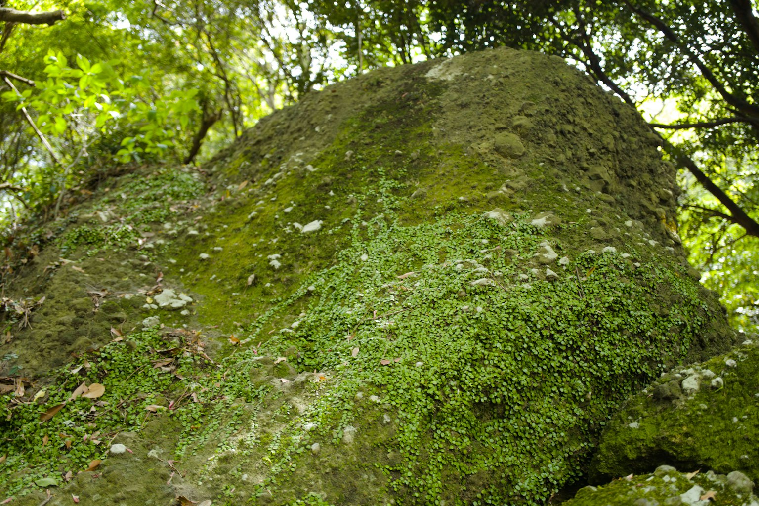 Grande roccia coperta di muschio verde con vegetazione lussureggiante circostante