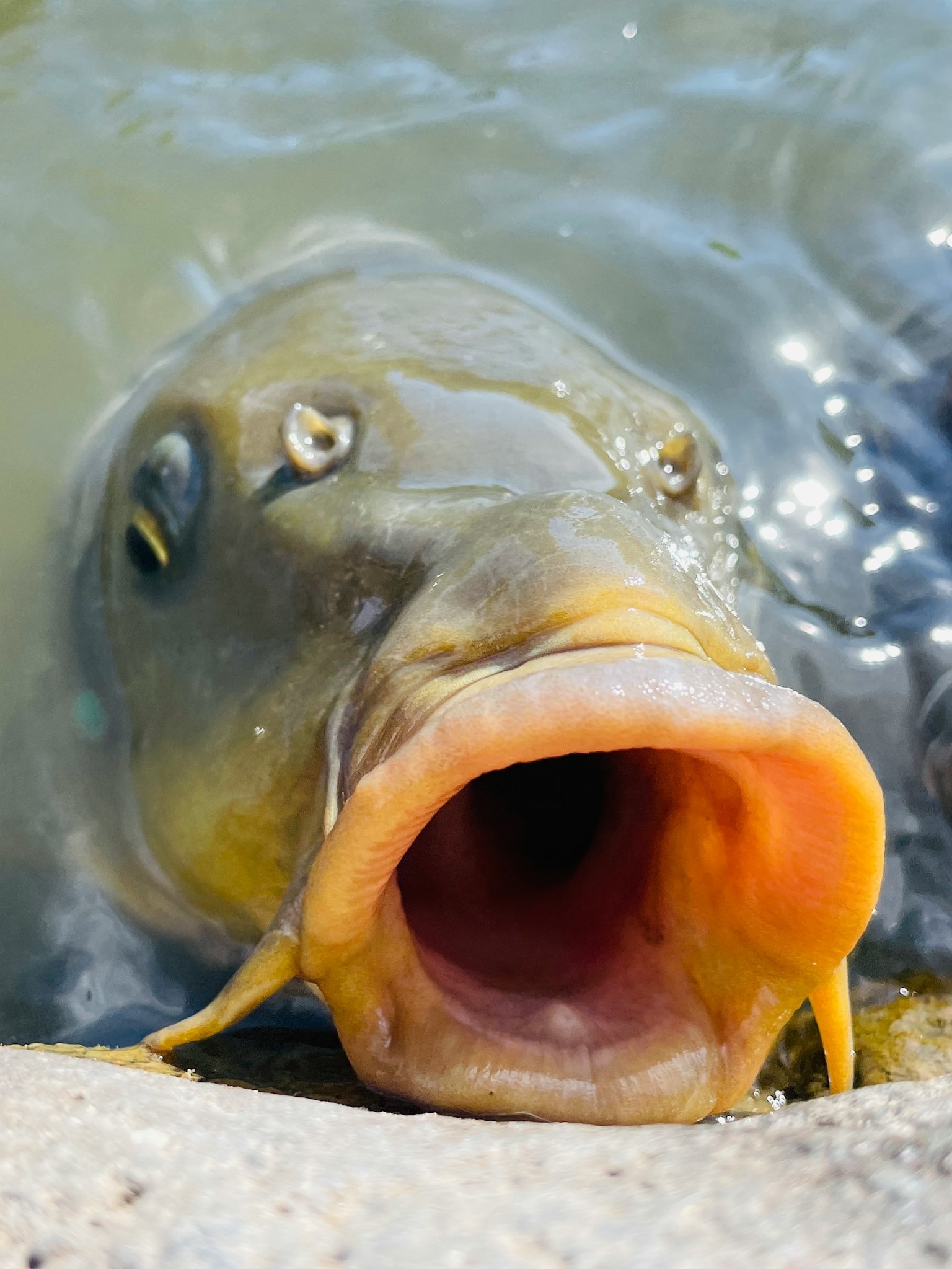 Foto ravvicinata di un pesce in acqua con una grande bocca e occhi distintivi