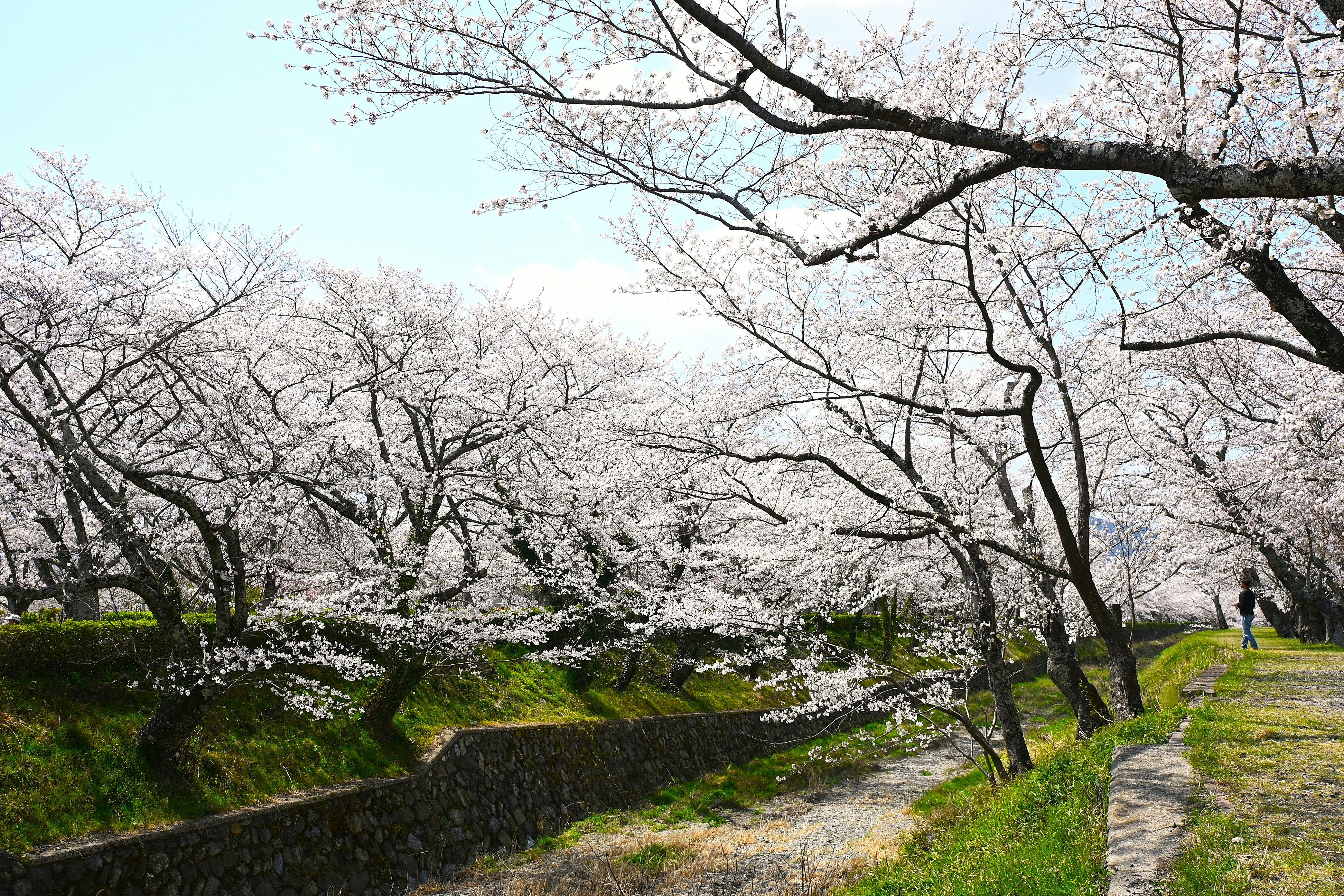 七谷川沿いの桜並木と川沿いの遊歩道