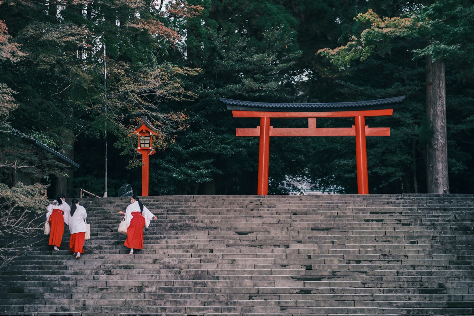 Mujeres con túnicas blancas y hakama rojos caminando hacia un torii en un bosque