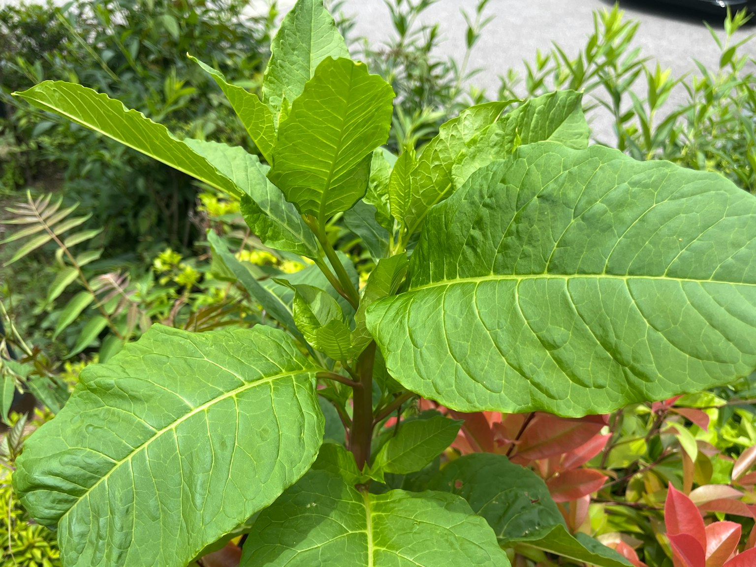 Foto in primo piano di una pianta con grandi foglie verdi