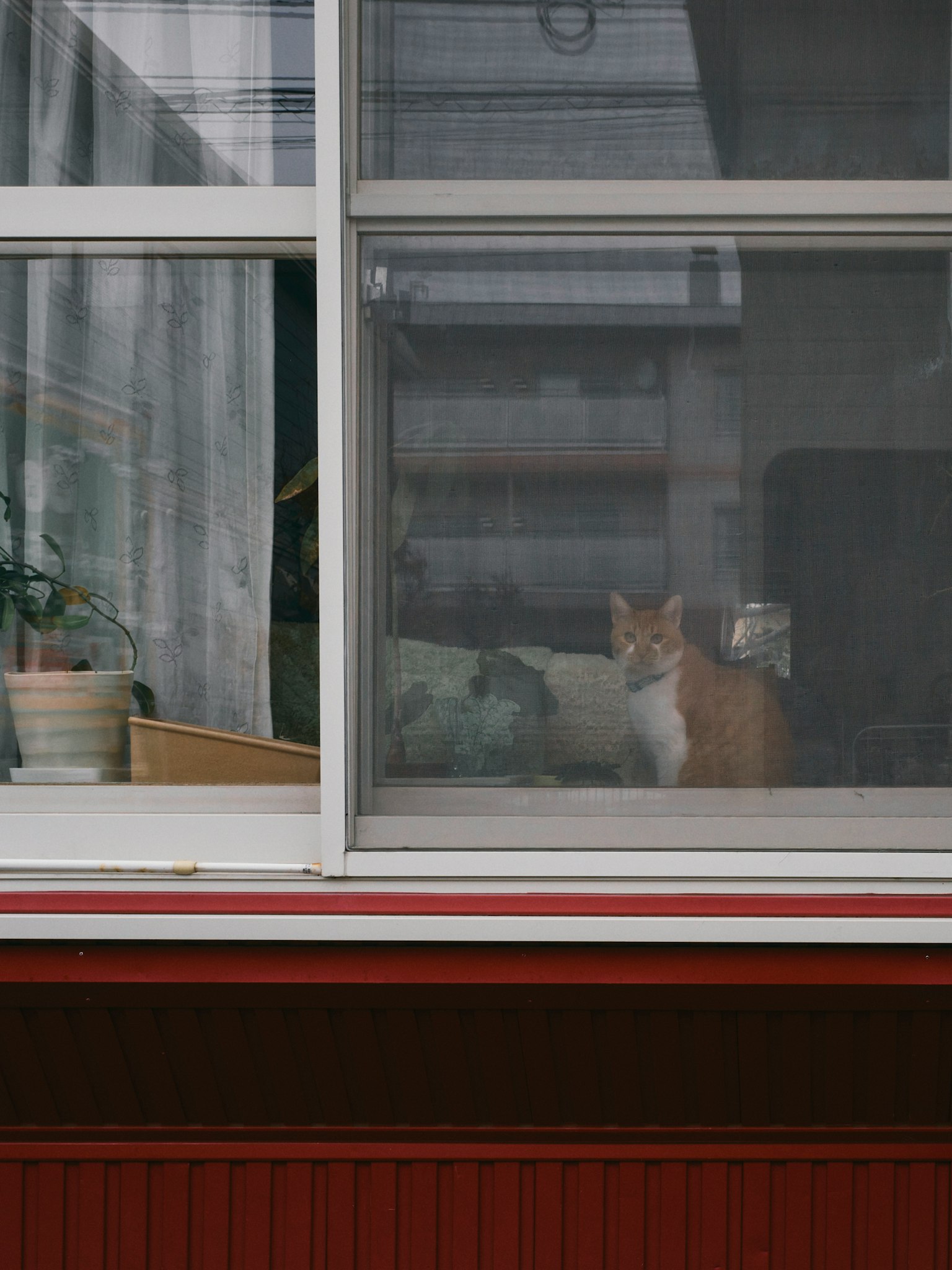 A brown cat sitting by the window with houseplants