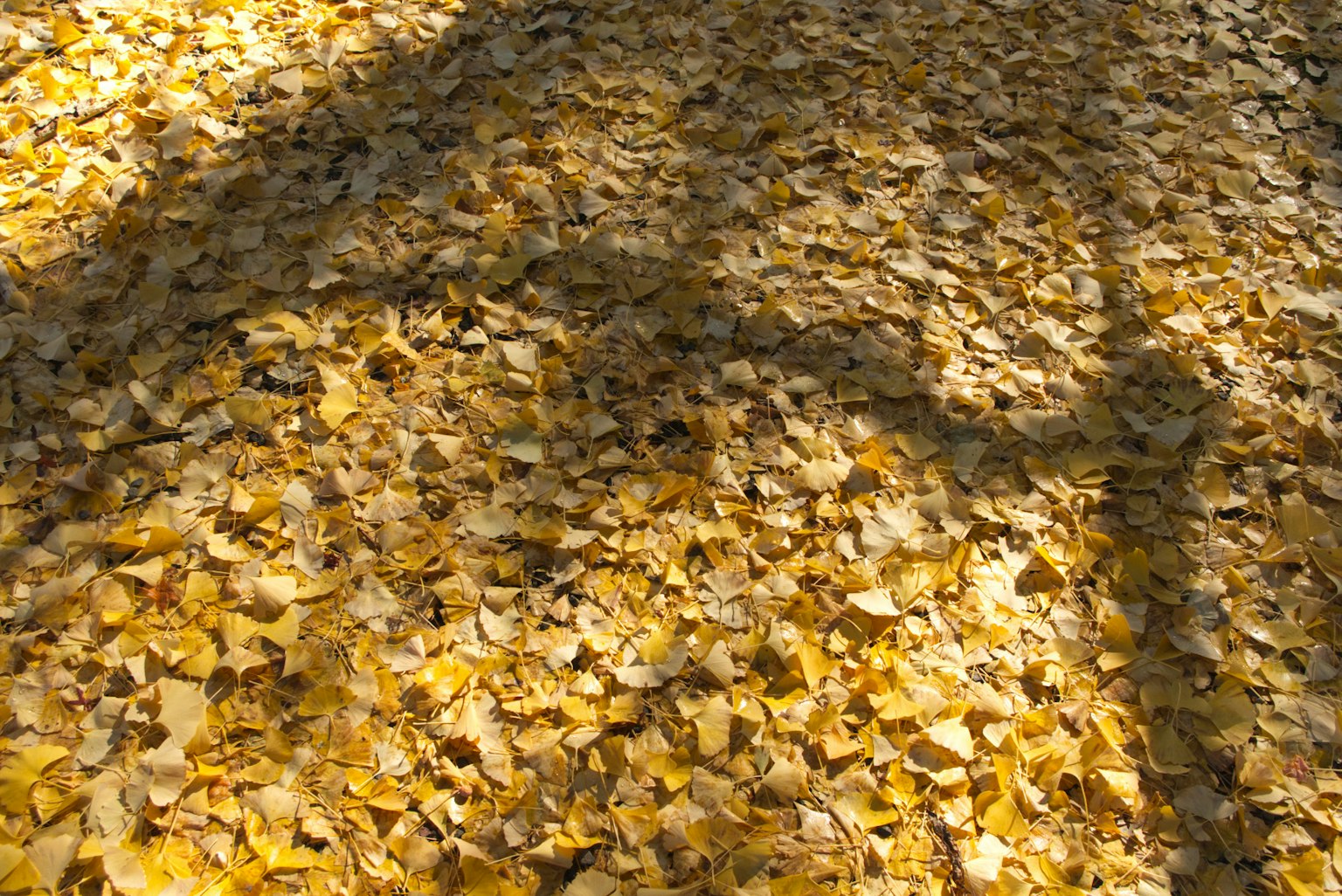 Tanah yang ditutupi daun kuning yang memproyeksikan bayangan