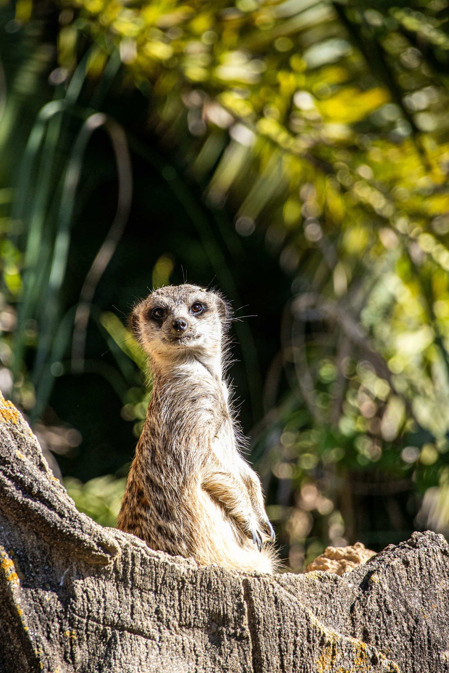 Un suricata seduto su un tronco con vegetazione sullo sfondo