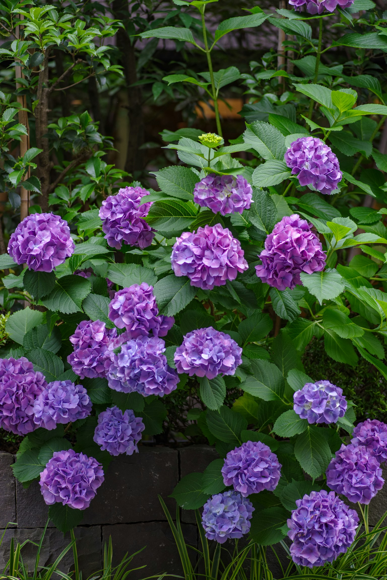 Kumpulan bunga hydrangea ungu di taman