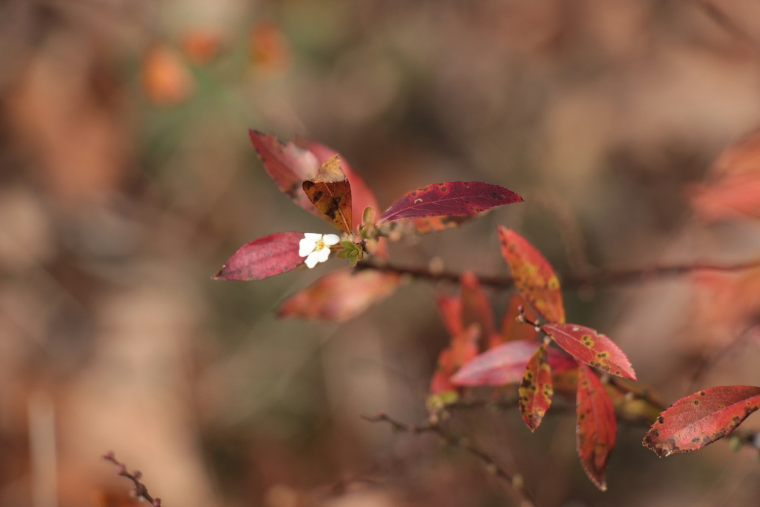 特写植物，红色叶子和白色花朵