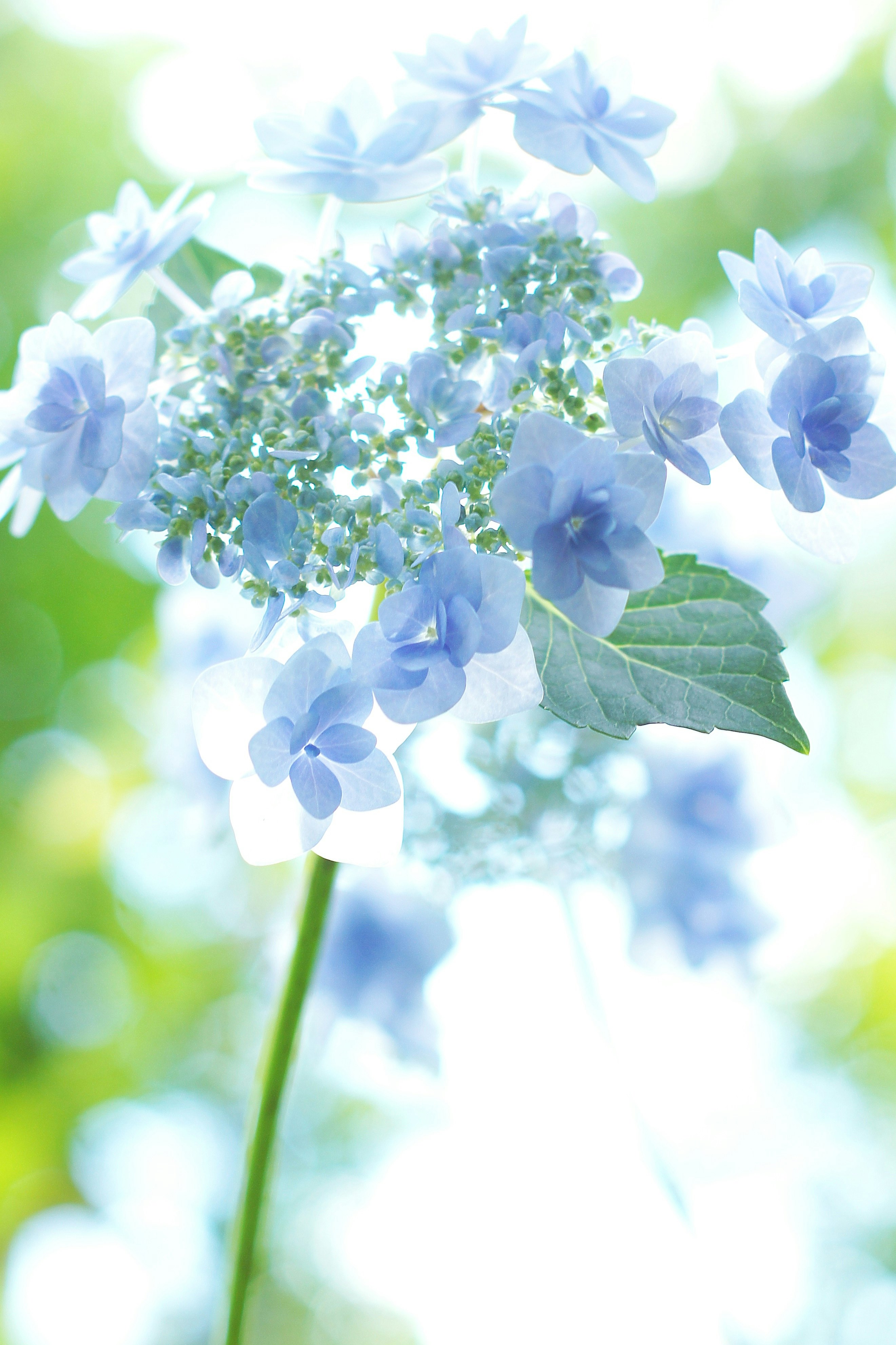 水色の紫陽花（ガクアジサイ）の花がふわりと咲く背景の画像