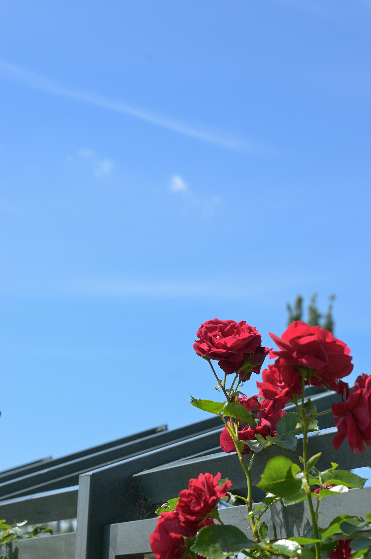 Rose rosse che sbocciano sotto un cielo blu chiaro