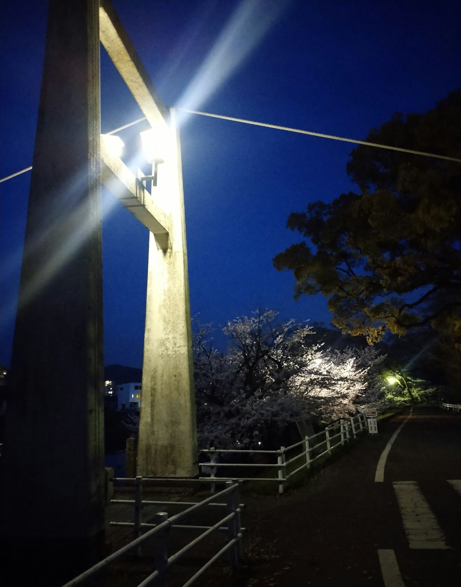 Vista nocturna de un puente con cerezos y alumbrado público